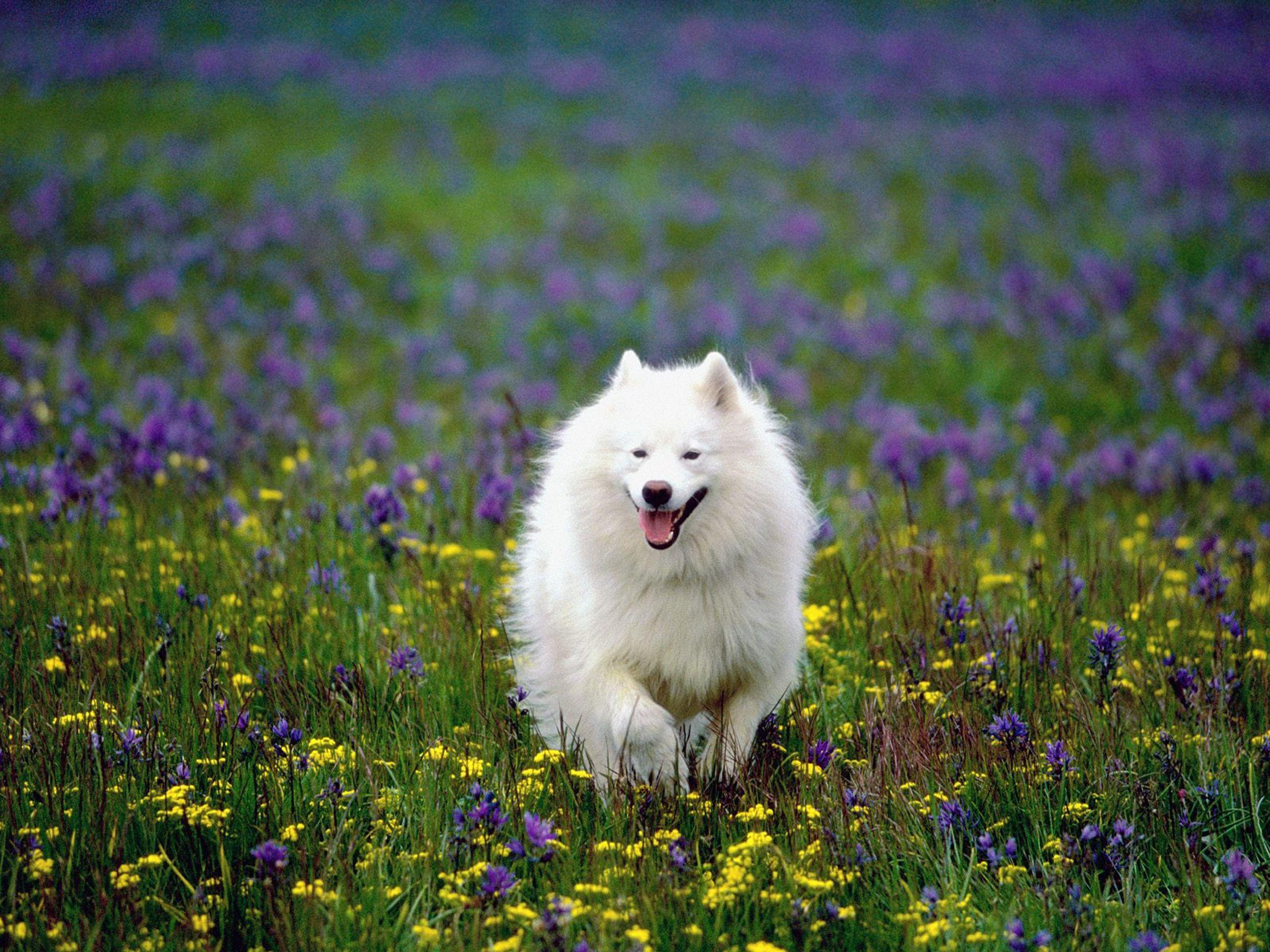 2560x1920 Samoyed Husky HD