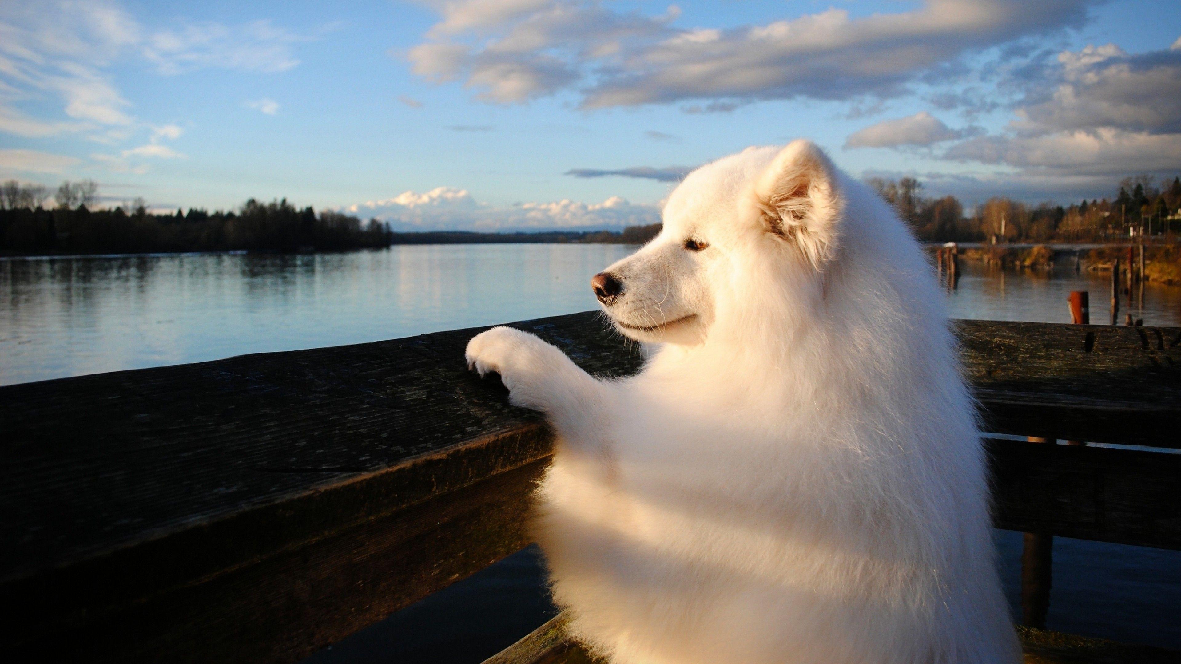 3840x2160 Samoyed Wallpaper