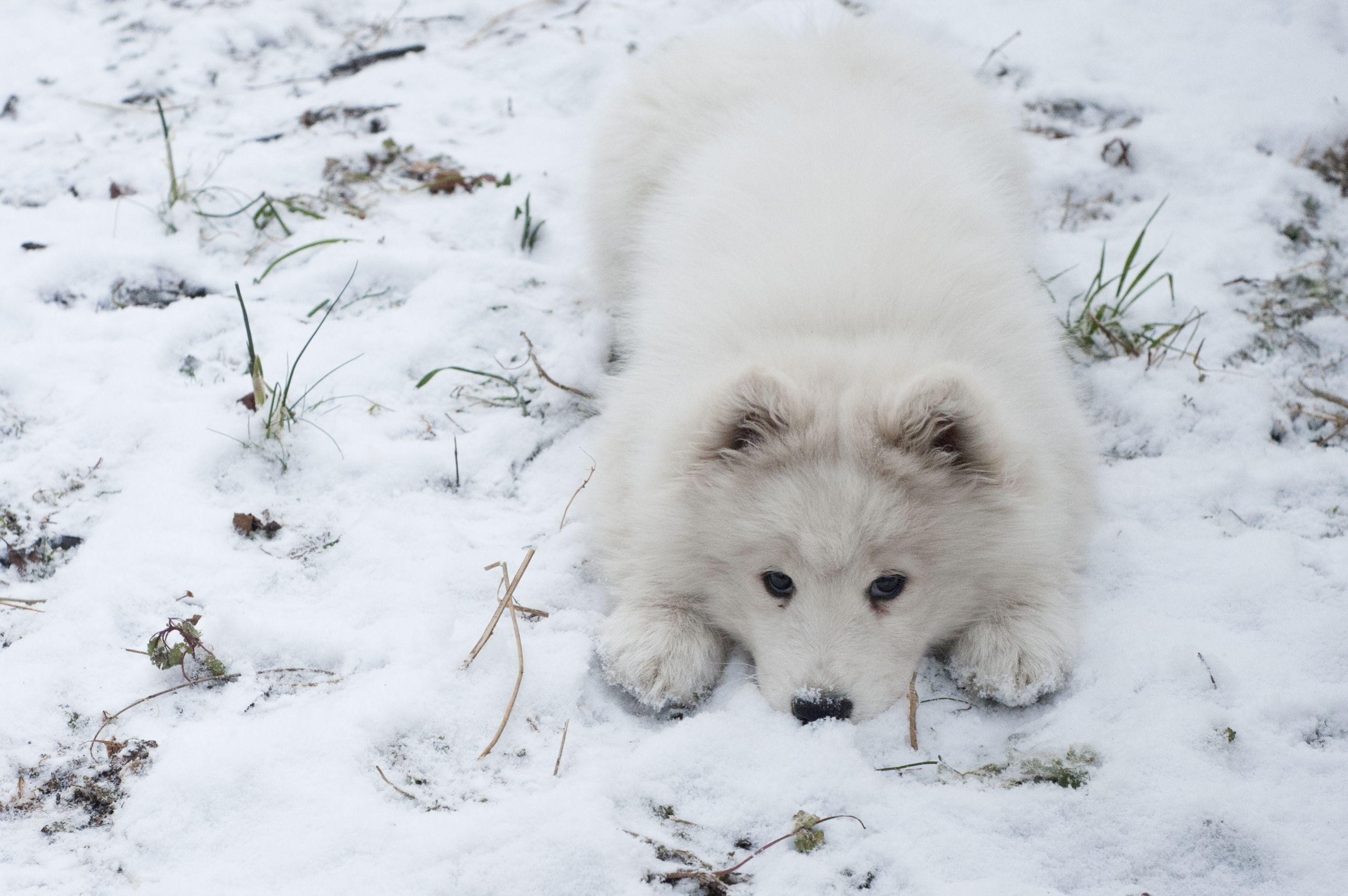2831x1883 samoyed, Dog, Dogs, Canine Wallpaper HD / Desktop