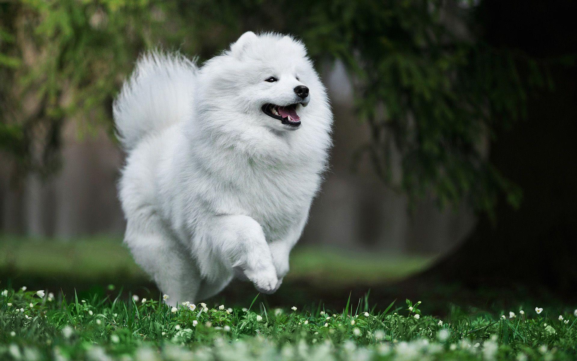 1920x1200 Download wallpaper Samoyed, forest, white dog, summer, cute