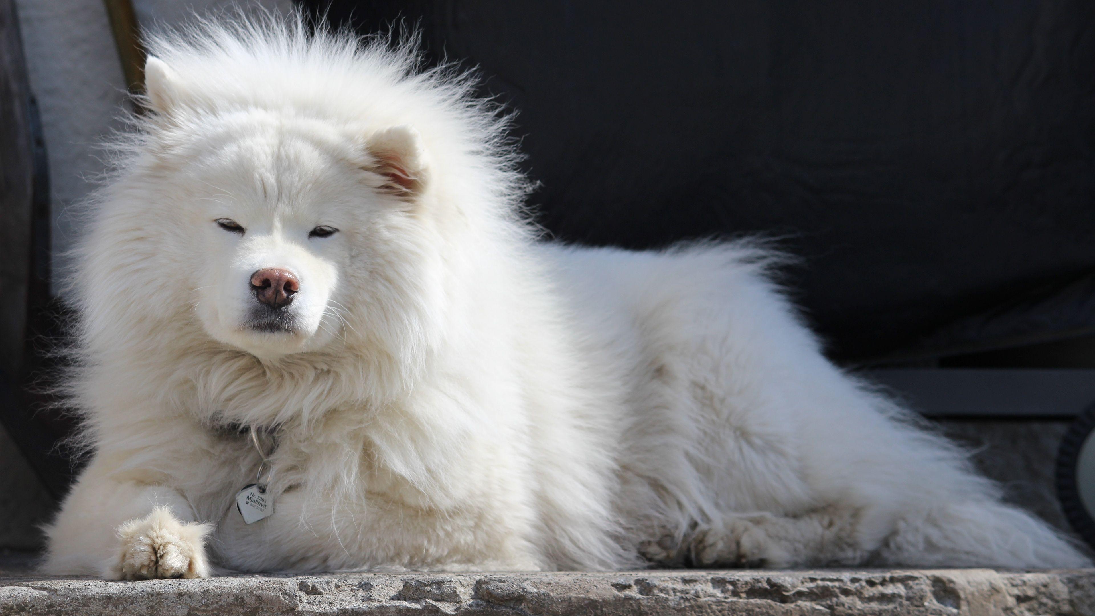 Samoyed Wallpapers - Top Free Samoyed Backgrounds - WallpaperAccess