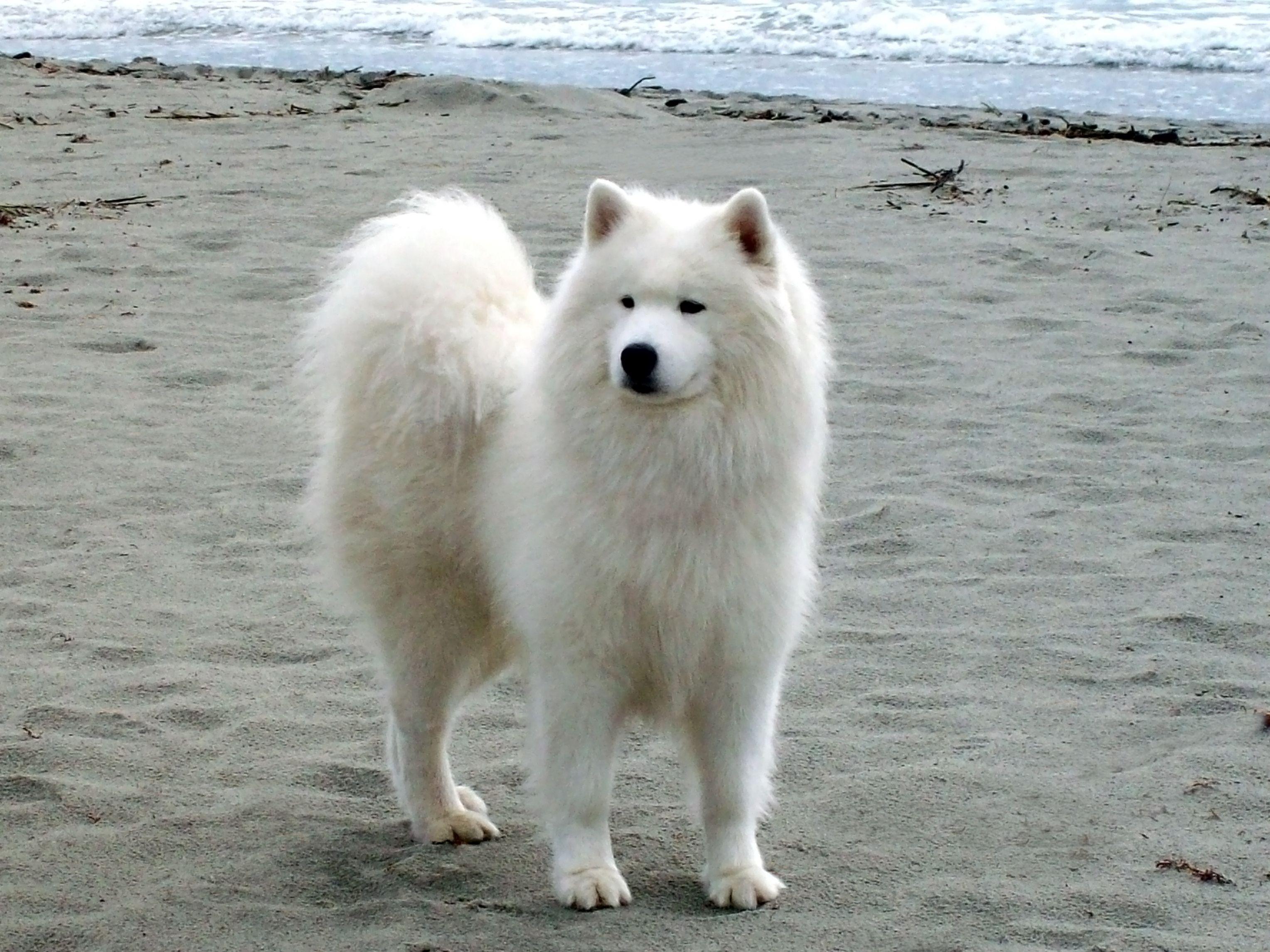 3056x2292 Samoyed dog near the ocean photo and wallpaper. Beautiful