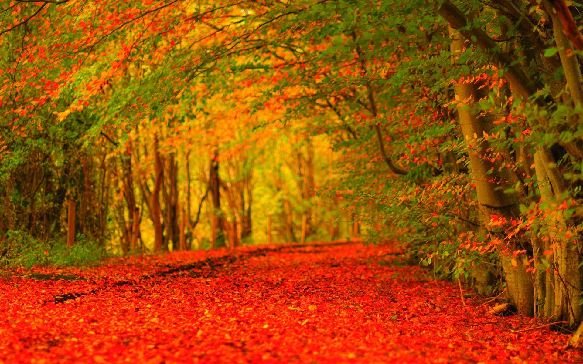 1920x1200 Beautiful Widescreen Wallpaper
