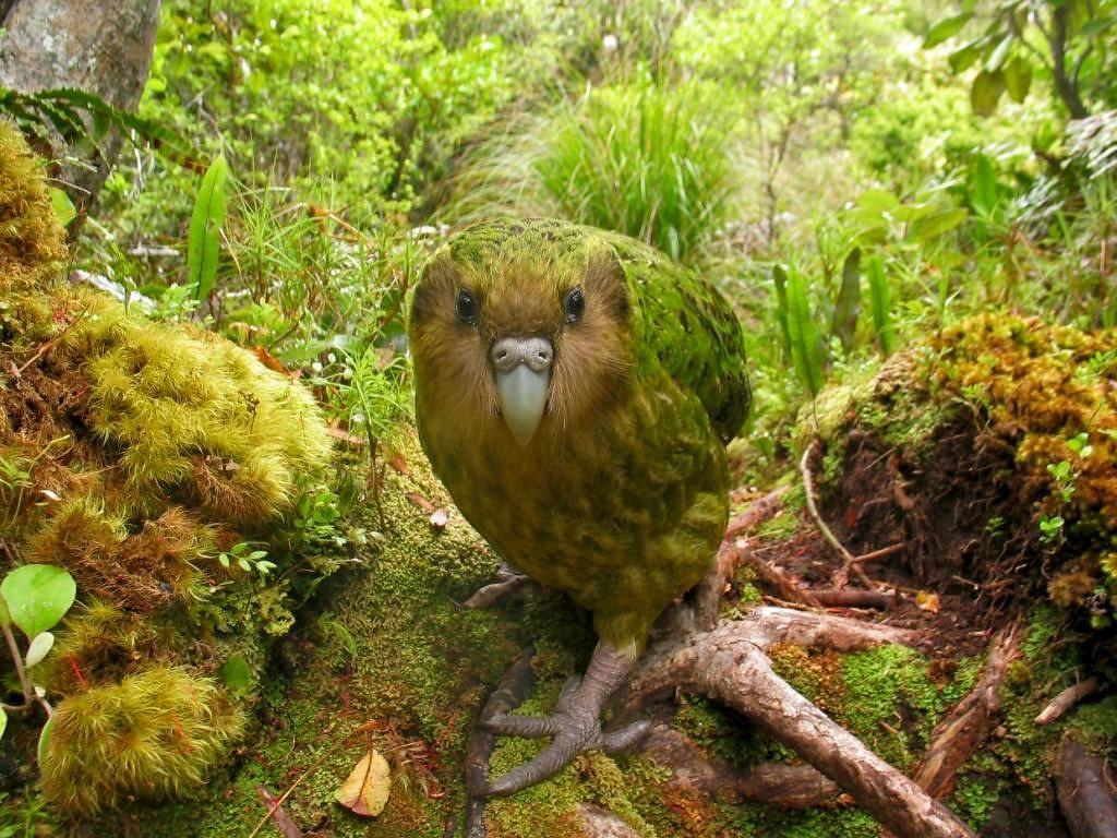 Kakapo Wallpapers - Top Free Kakapo Backgrounds - WallpaperAccess
