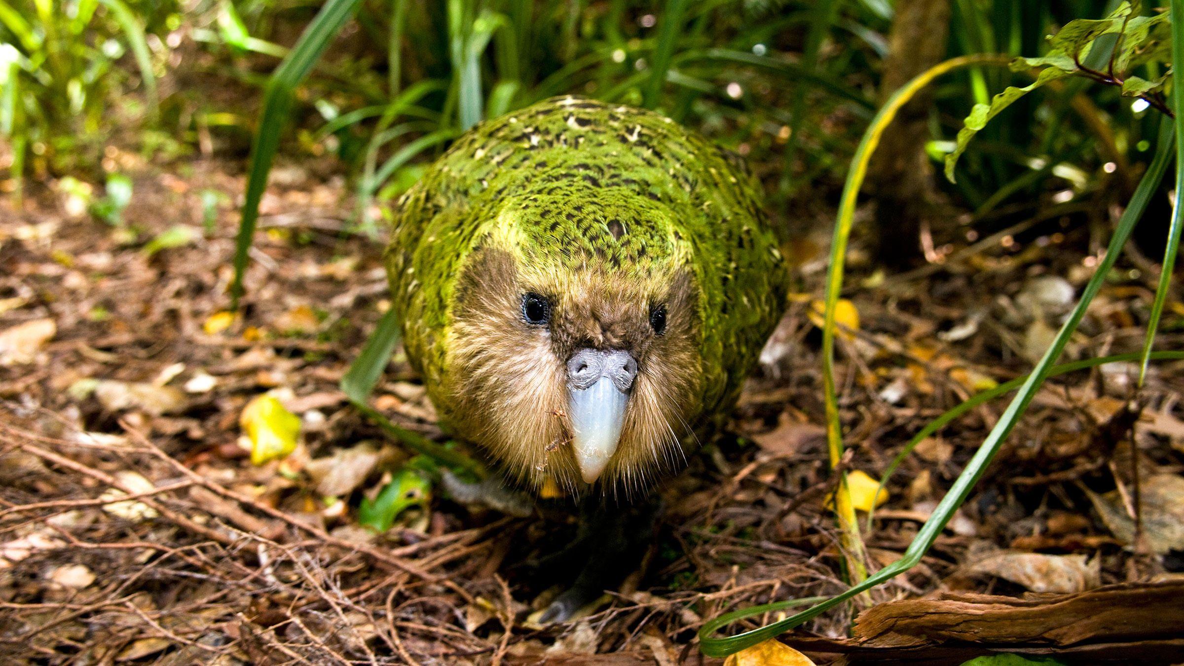 Kakapo Wallpapers Top Free Kakapo Backgrounds Wallpaperaccess