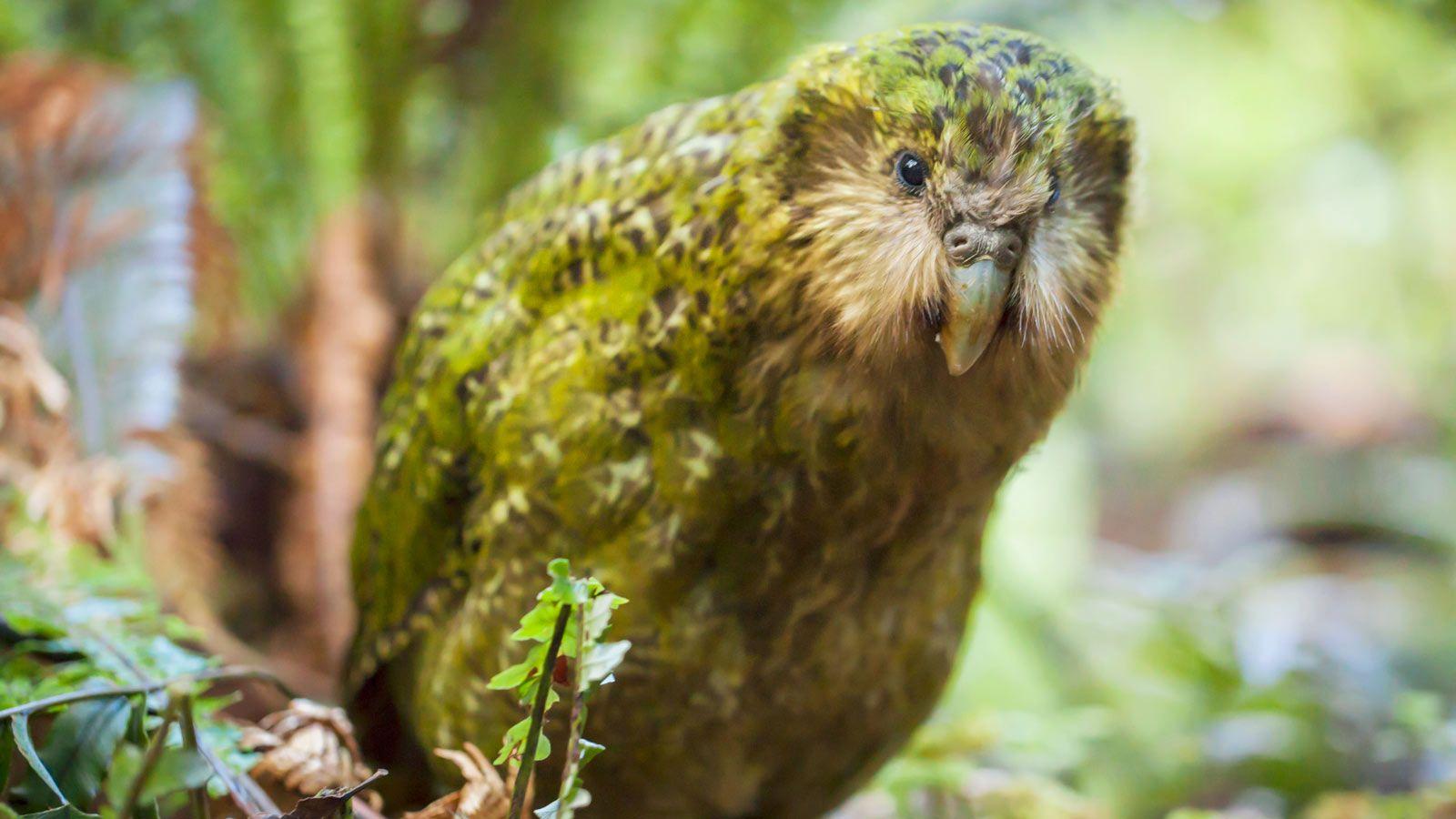 Kakapo Wallpapers Top Free Kakapo Backgrounds Wallpaperaccess