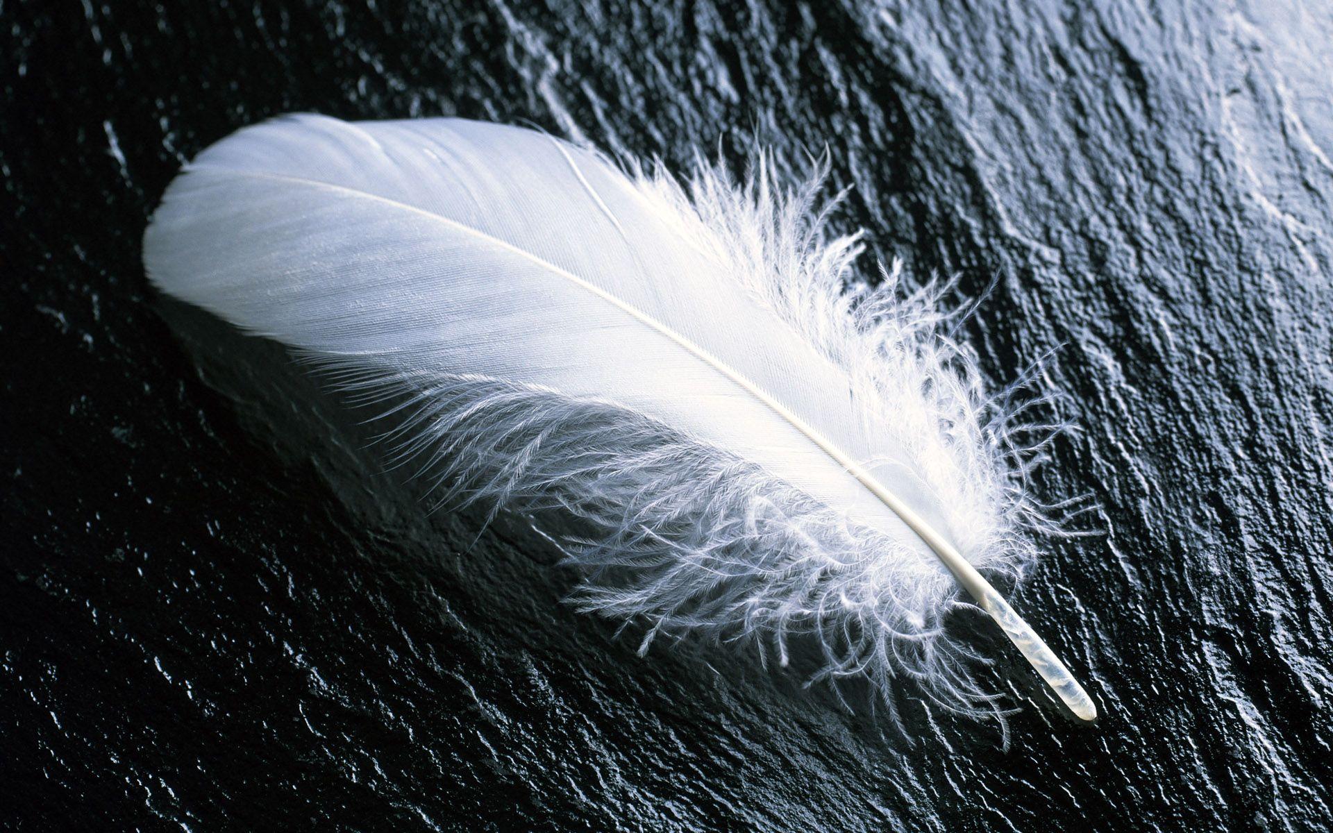 1920x1200 Feather Wallpaper 35470 1920x1200 px