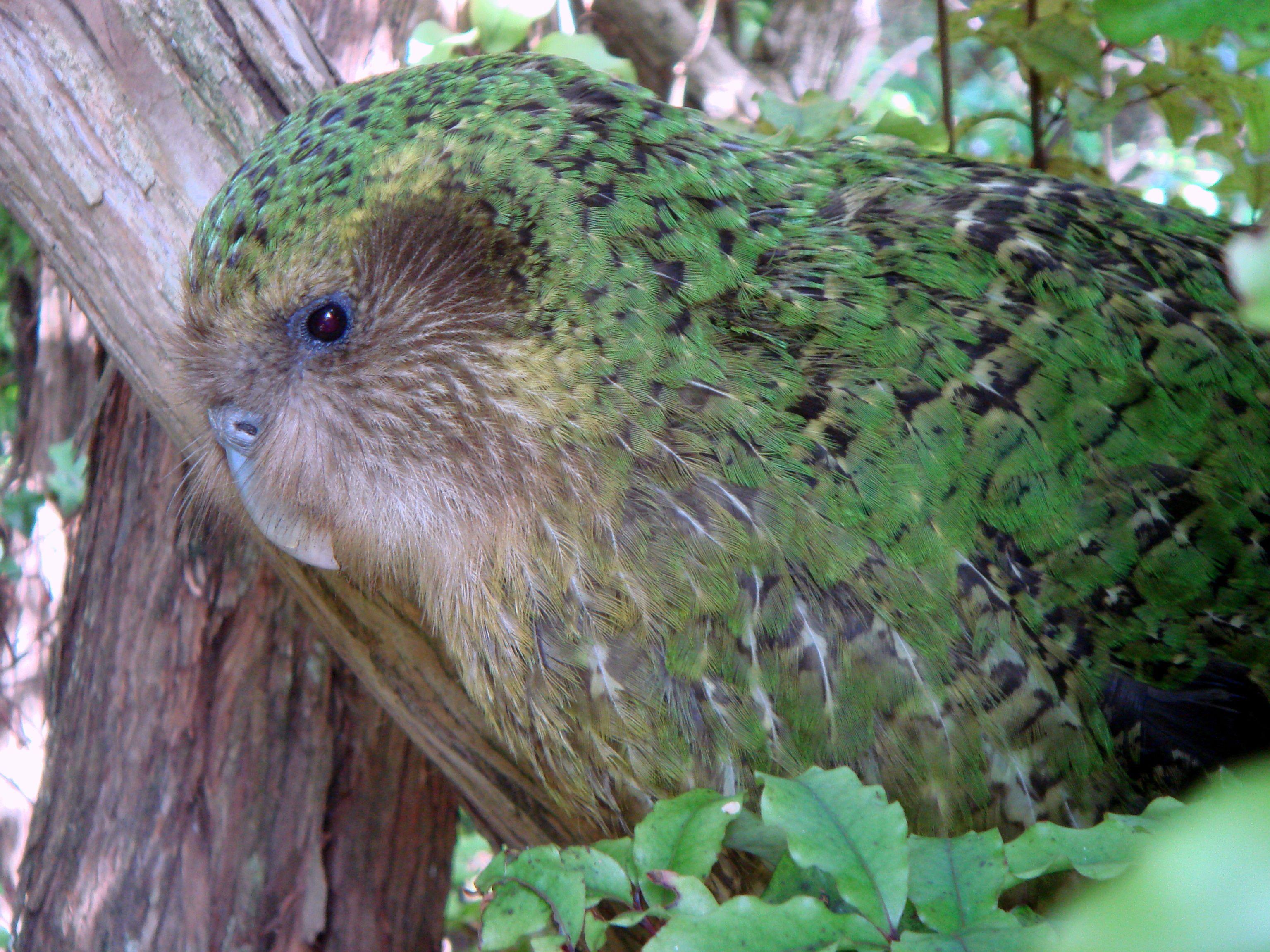 Kakapo Wallpapers Top Free Kakapo Backgrounds Wallpaperaccess