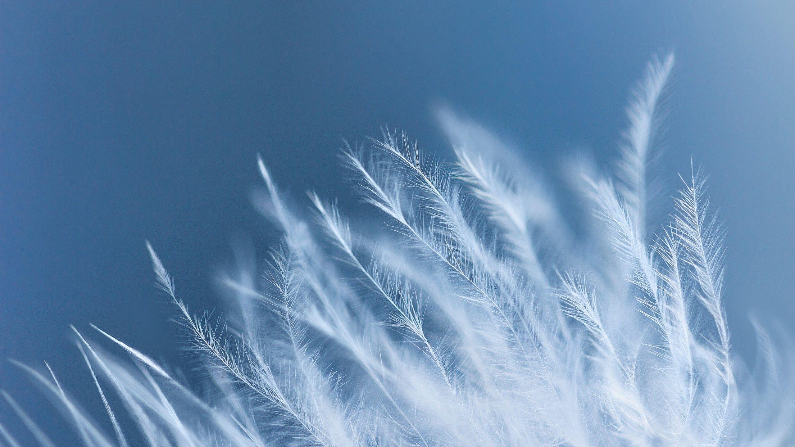 2560x1440 Wallpaper Feather, Macro, White, HD, 4K, Photography
