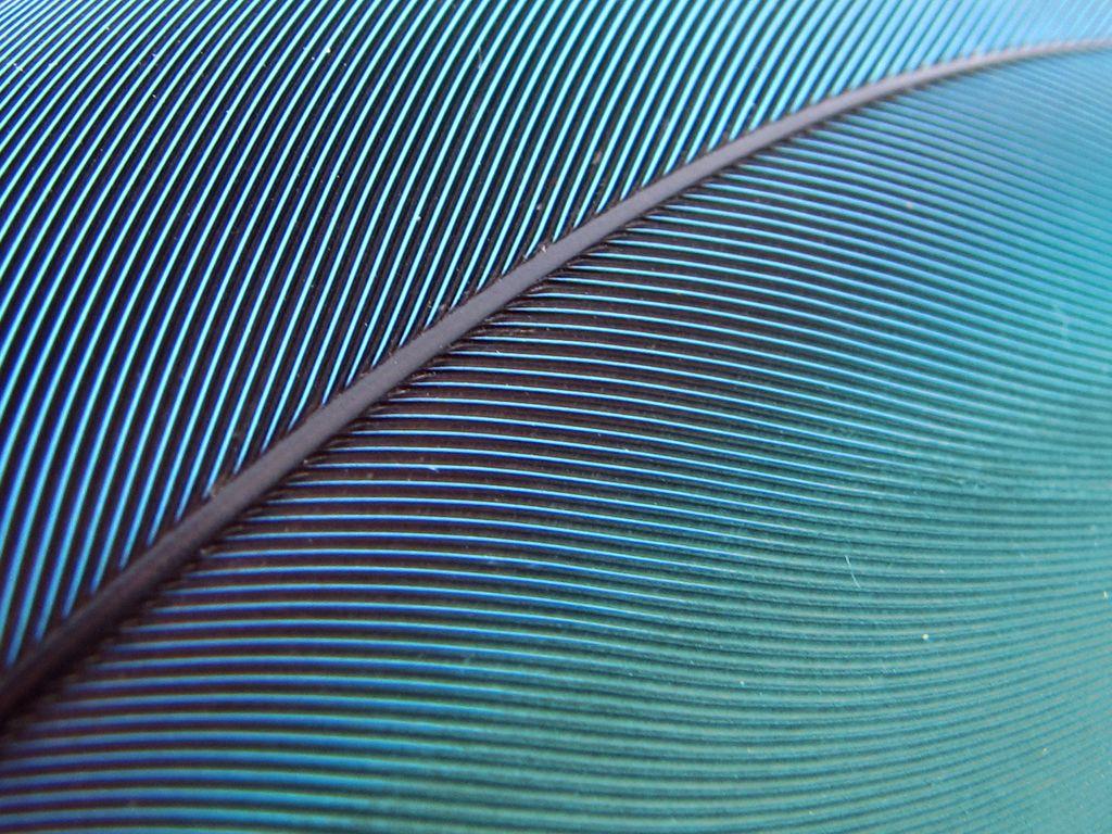 1024x768 Blue Feather Wallpaper