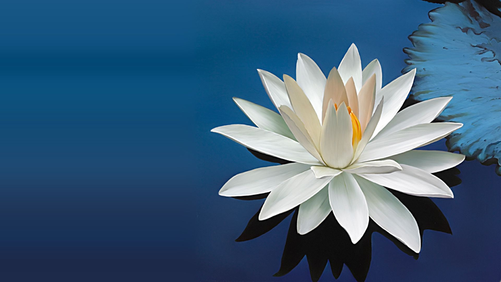 1920x1080 White Lotus Flower