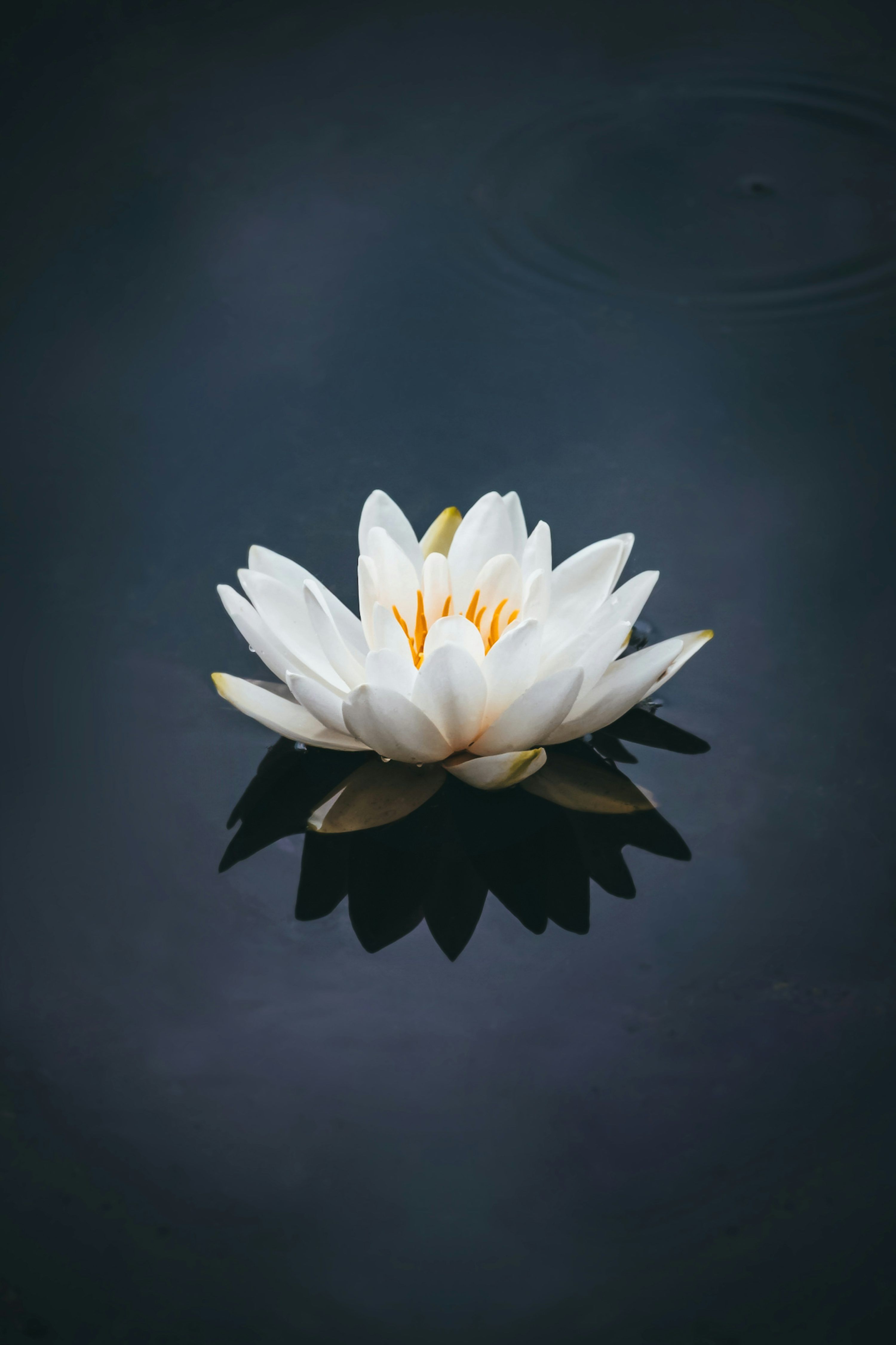 3000x4501 White lotus flower in bloom photo
