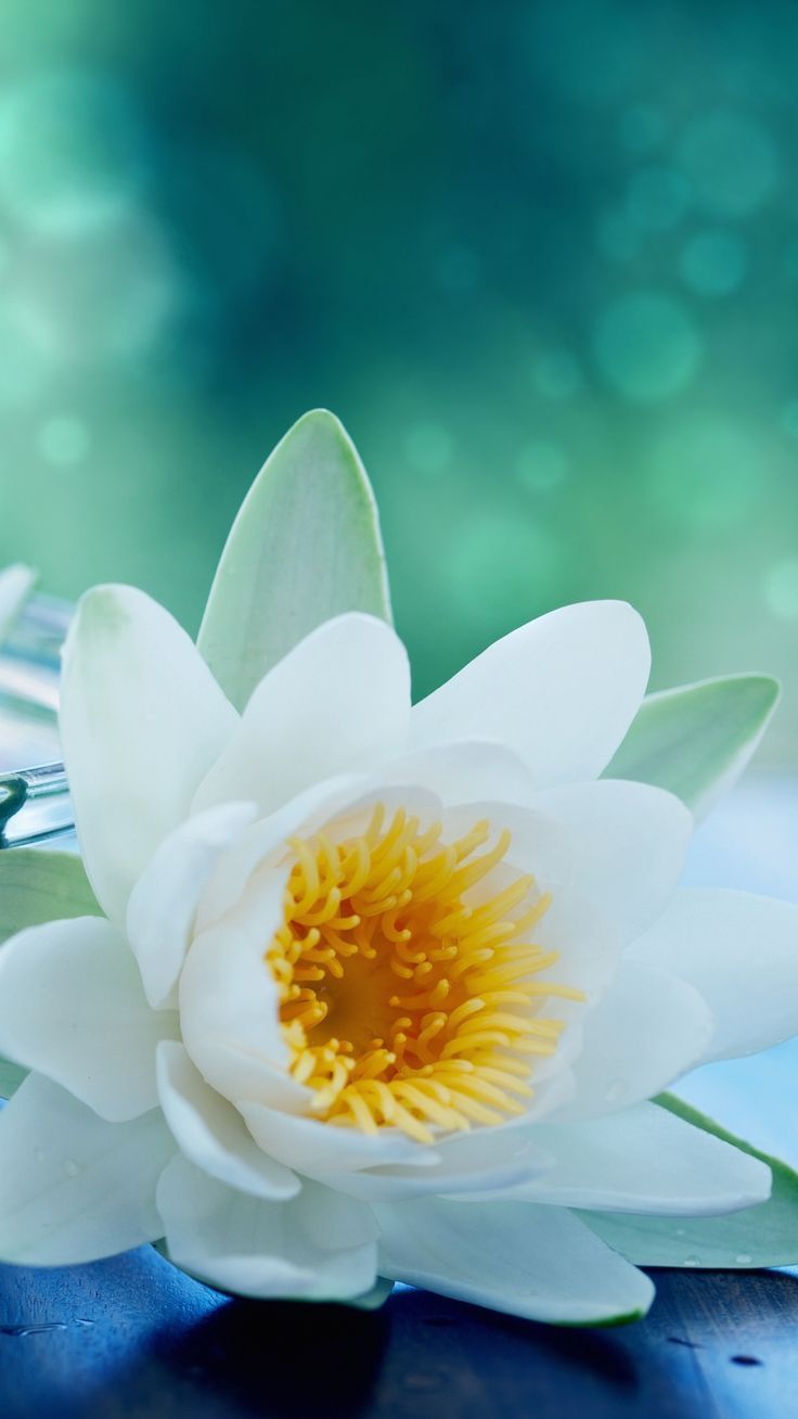 736x1308 White Lotus Flower wallpaper