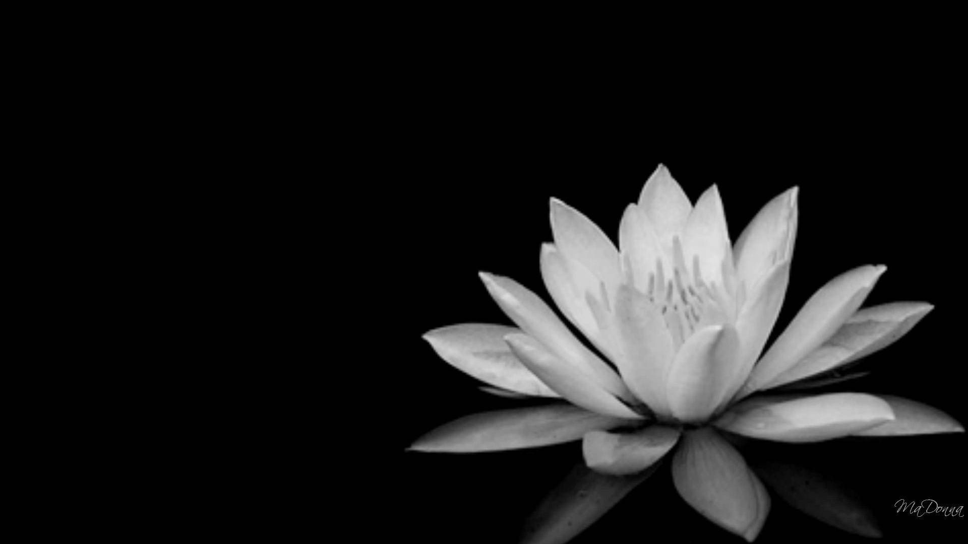 1920x1080 Black And White Lotus Flower Wallpaper