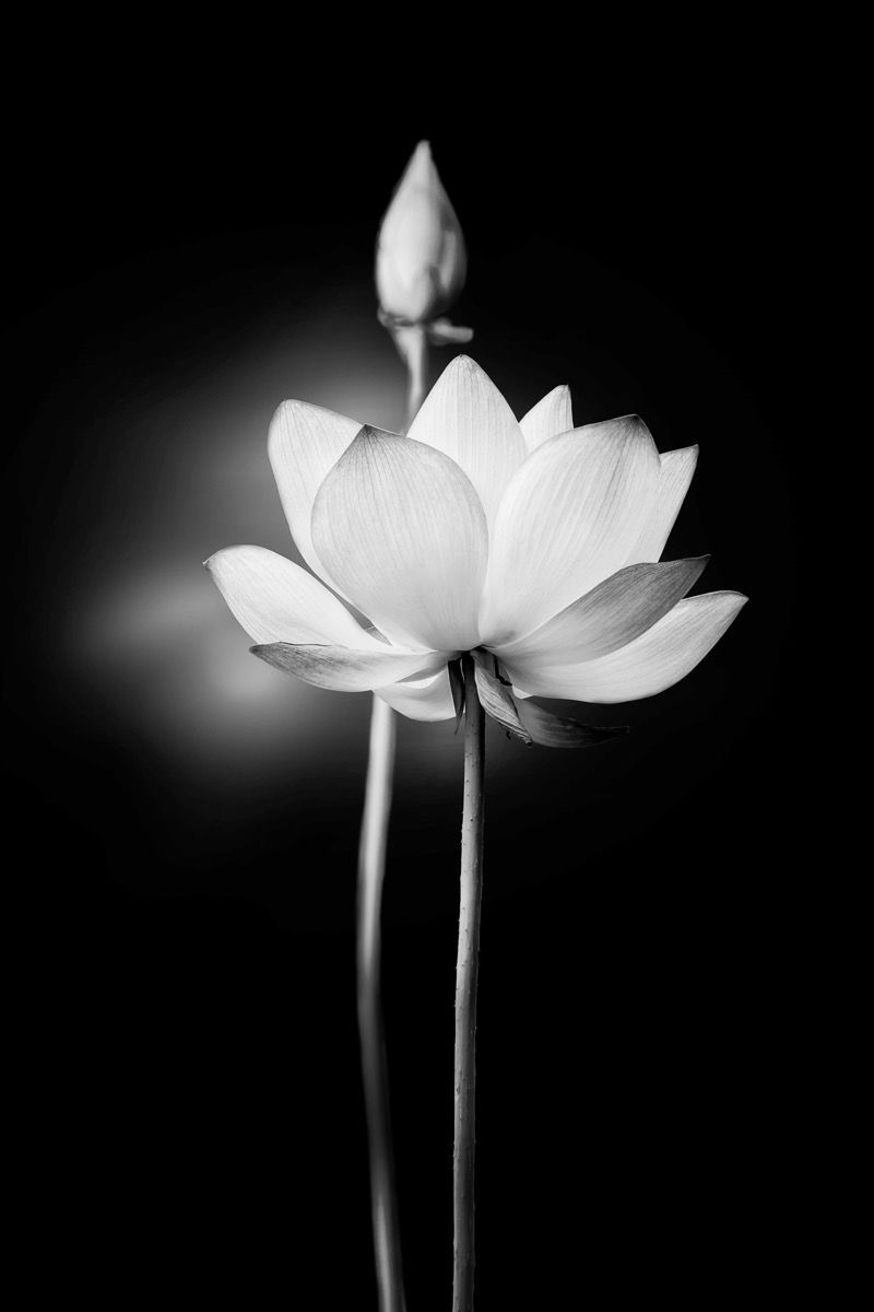 800x1200 Lotus flowers black and white