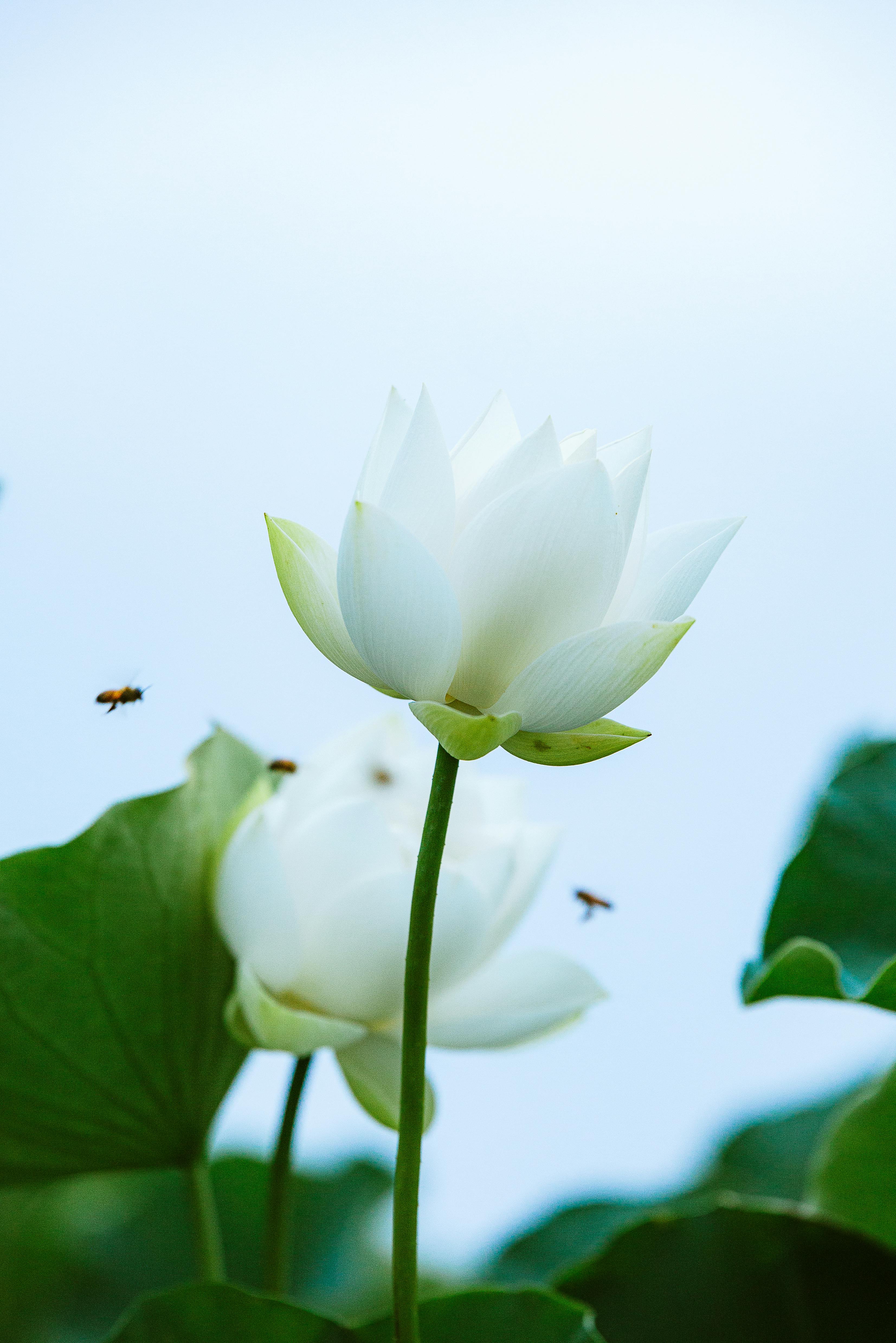 3306x4953 Bees Flying around Blooming White Lotus