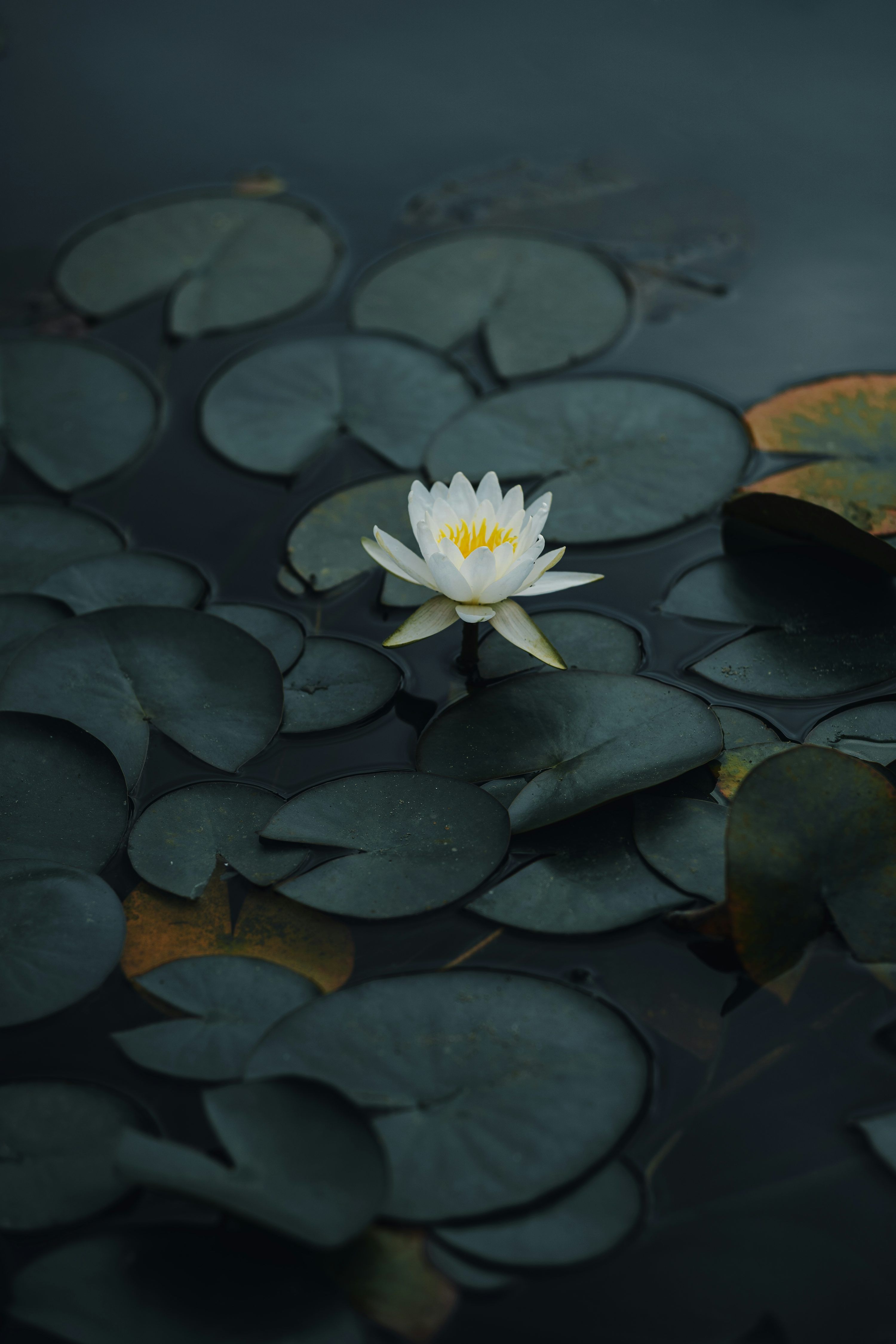 3000x4500 White lotus flower on water photo