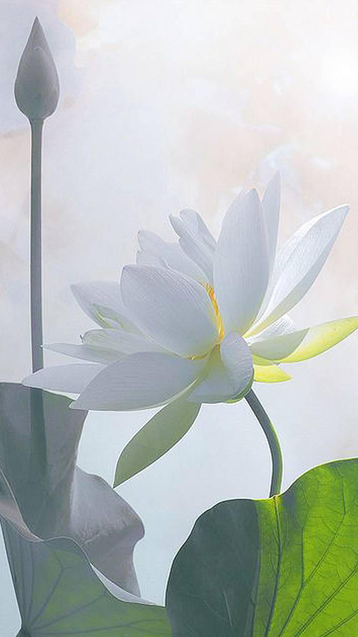 720x1280 White Lotus Wallpaper
