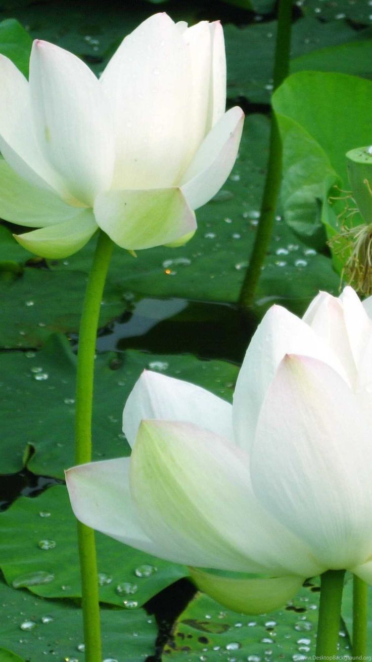 736x1308 White Lotus Wallpaper
