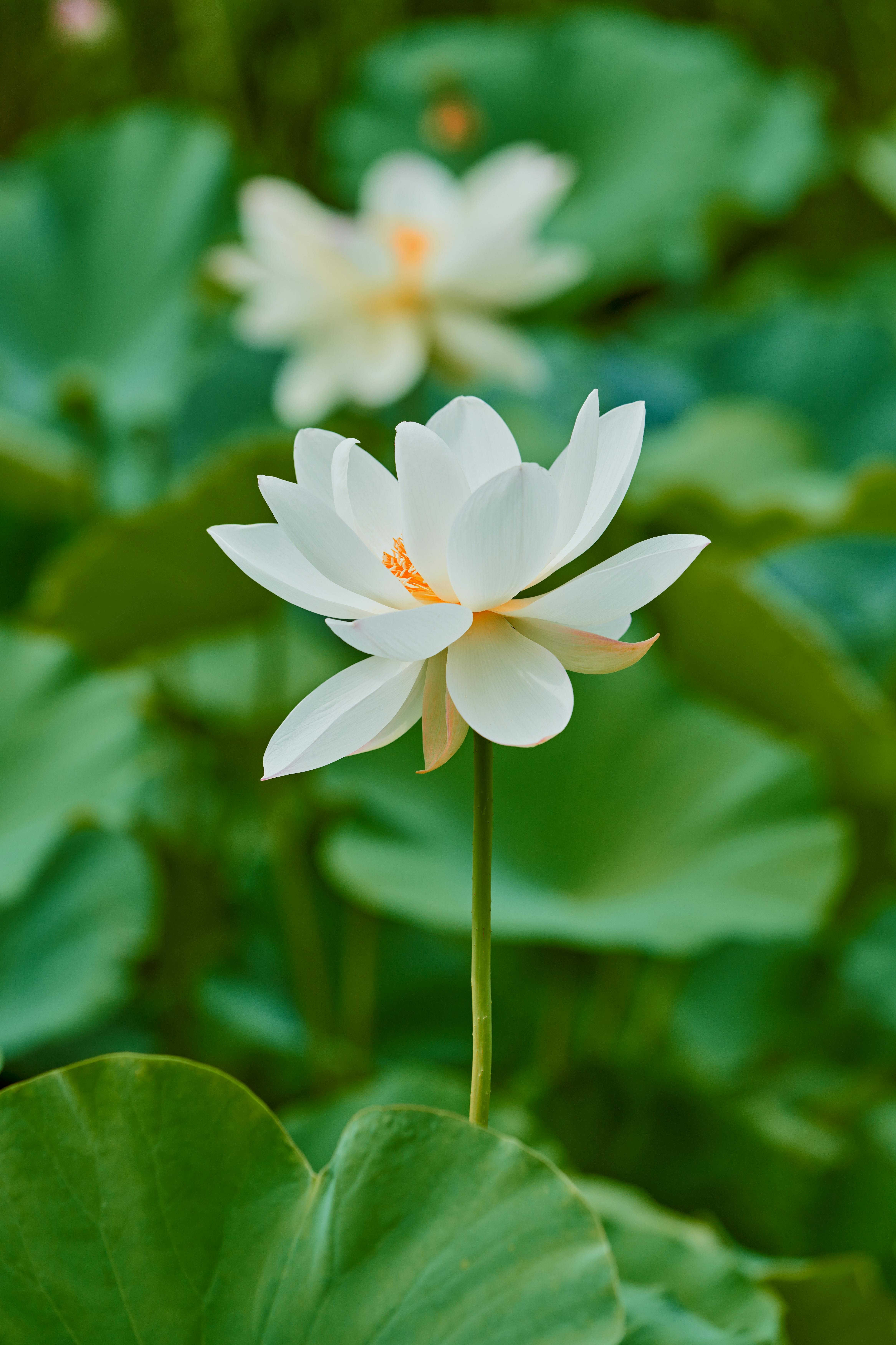 4667x7000 White Lotus Photo, Download The BEST