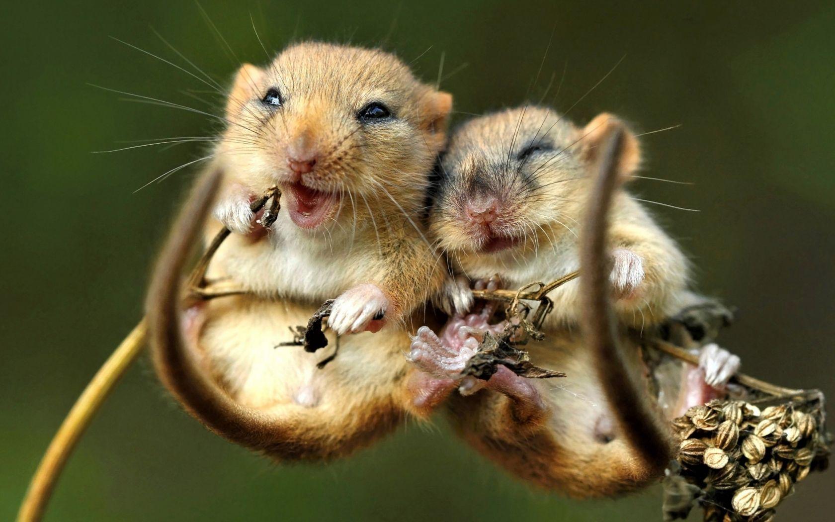 1680x1050 Download mouse, cute animals, 4K Widescreen 4:5
