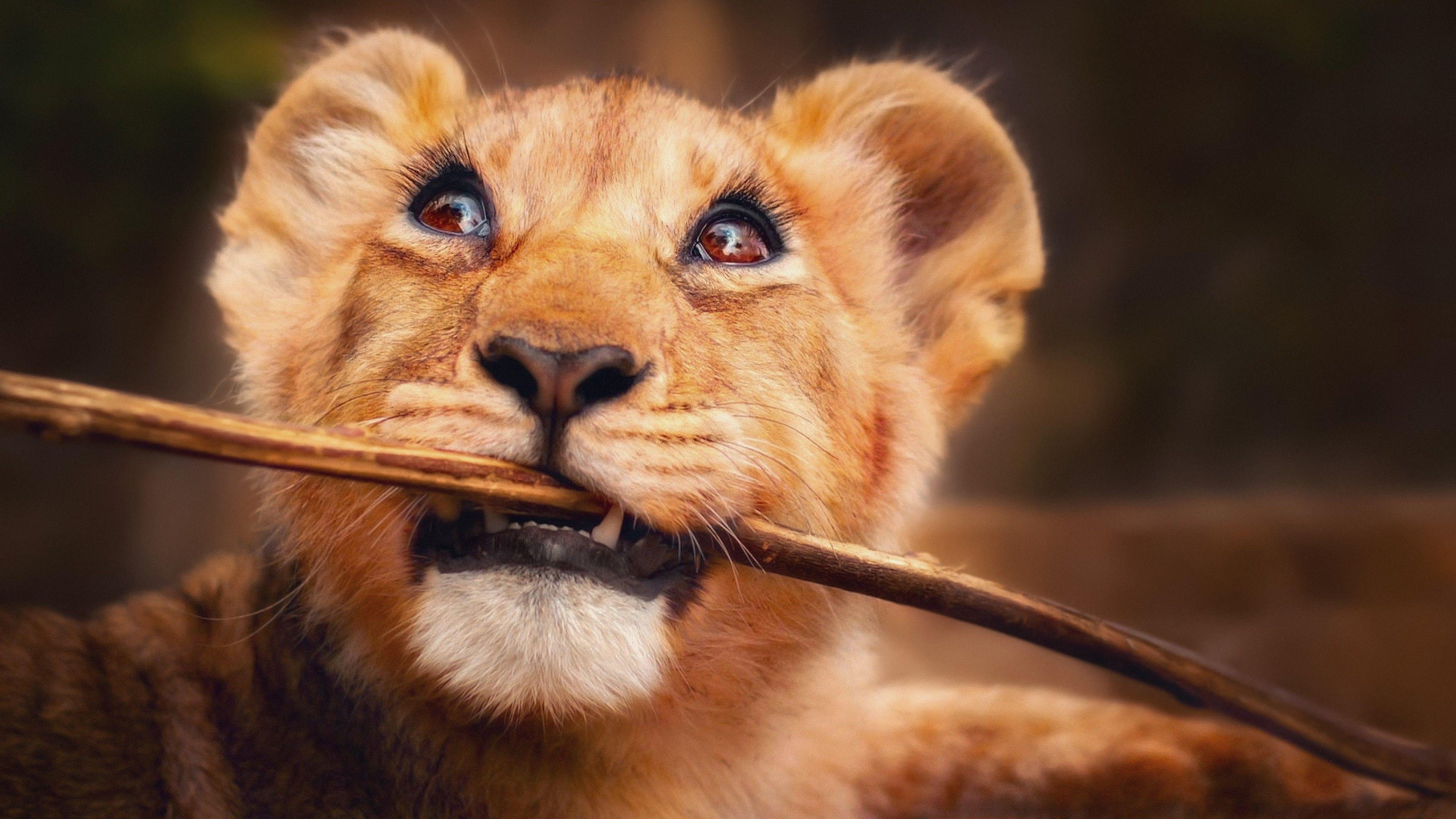 3840x2160 Wallpaper Lion, funny animals, 4K, Animals