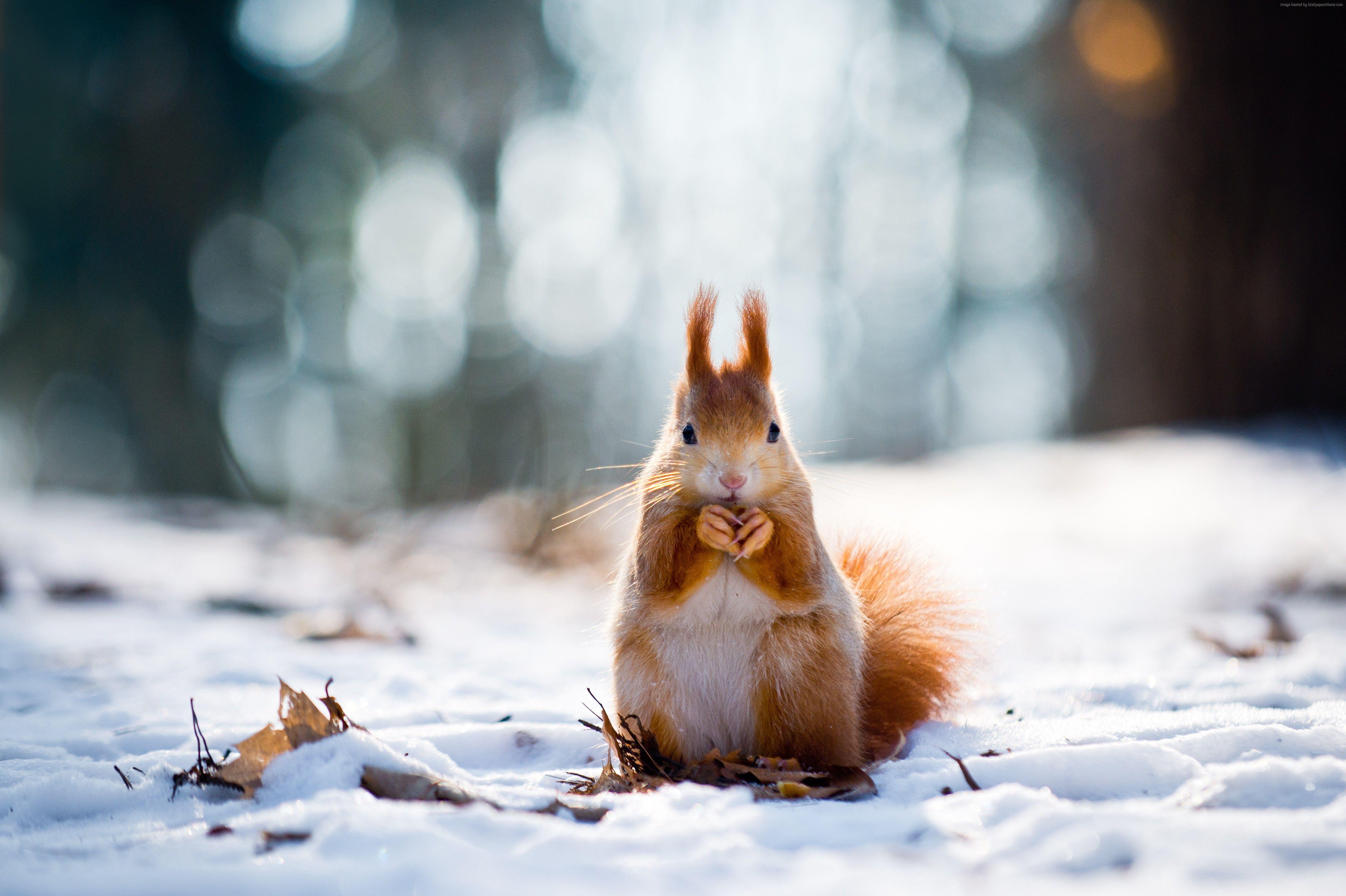 4928x3280 #winter, #squirrel, #snow, K, #cute animals. Mocah.org HD Wallpaper