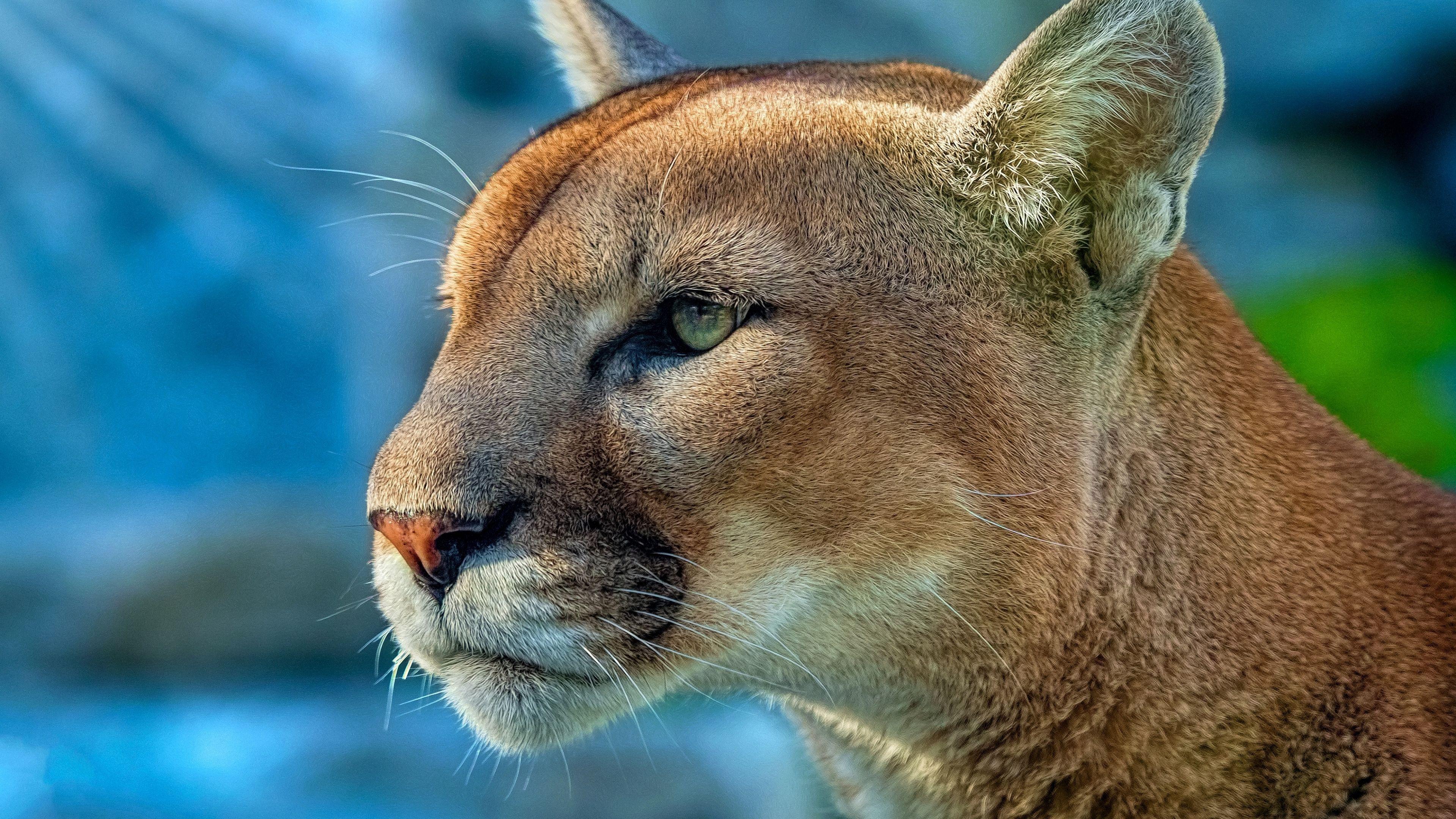 3839x2160 Cougar 4K Wallpaper, HD Animals 4K Wallpaper