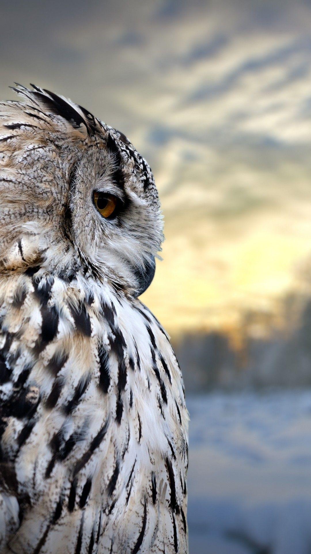 4K Owl Wallpapers - Top Free 4K Owl Backgrounds - WallpaperAccess