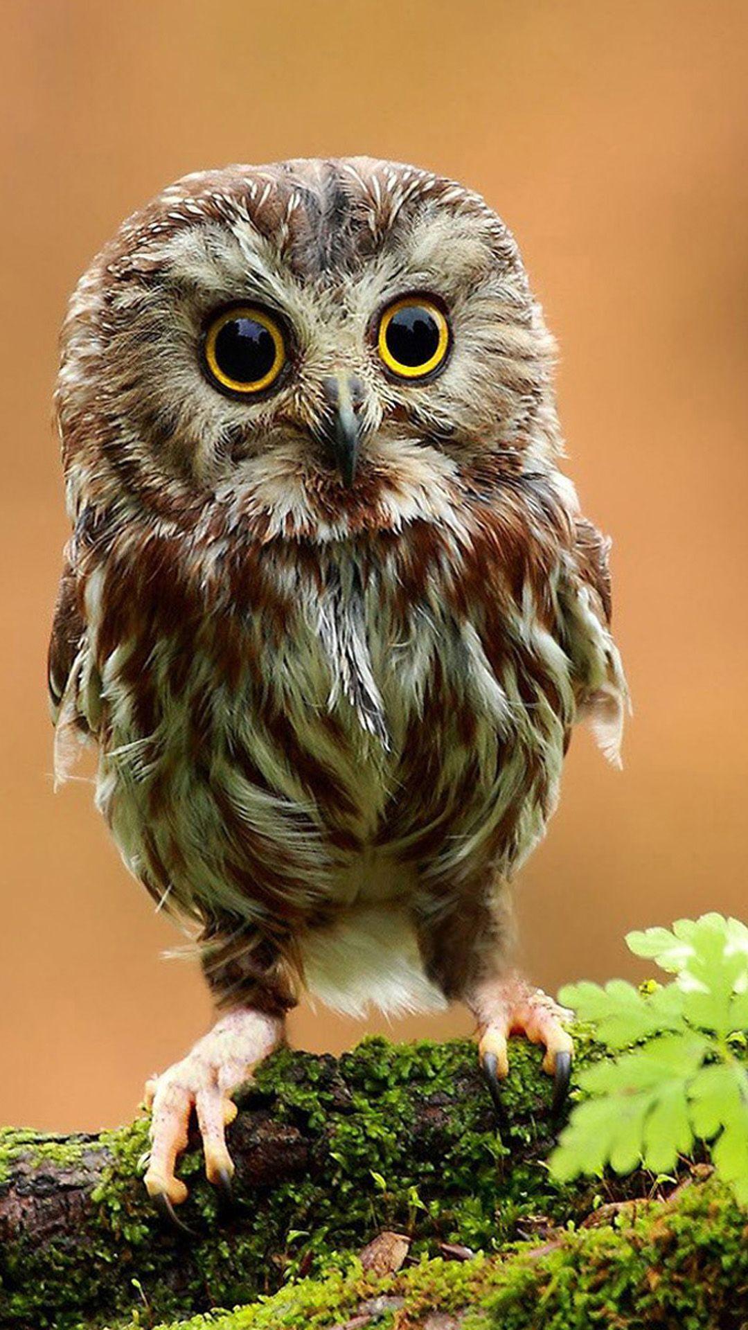 Owl Background Wallpaper iPhone Phone 4K #1550e