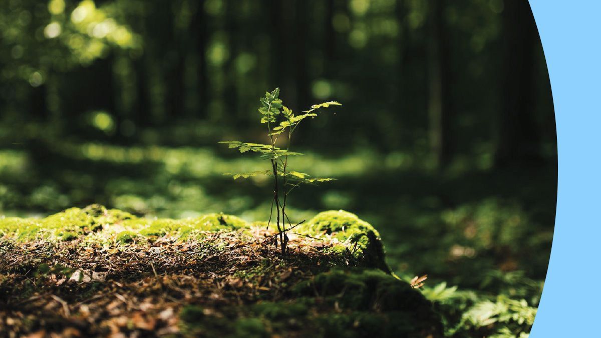 1200x675 Nature Conservation and Restoration