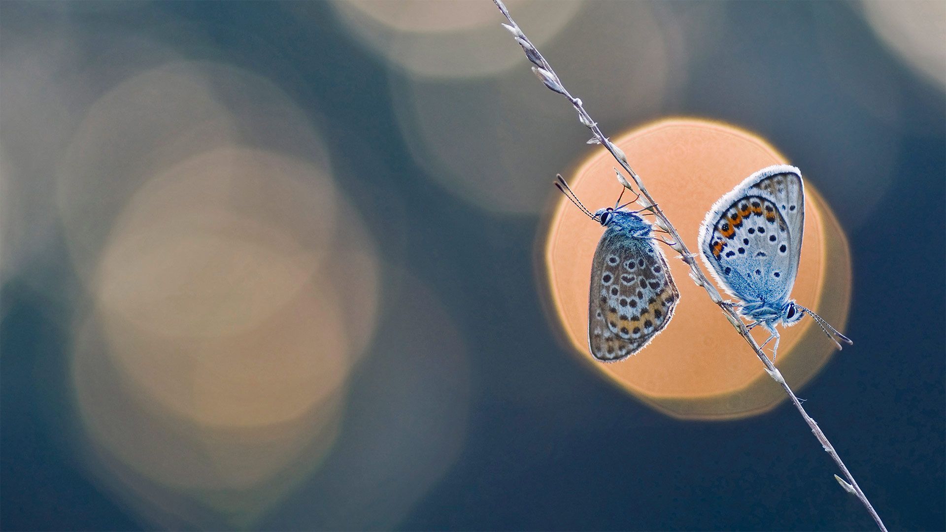 1920x1080 Bing image: The butterfly effect