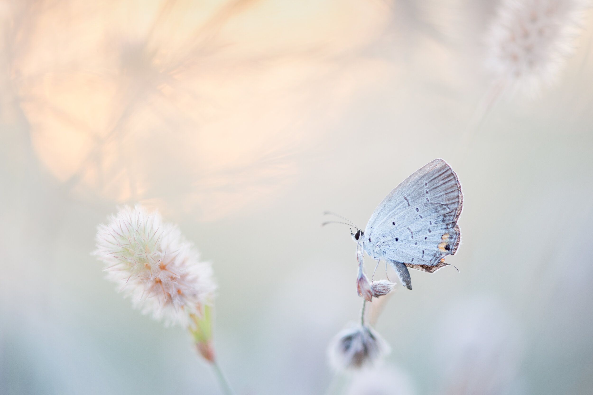 2500x1664 The Butterfly Effect