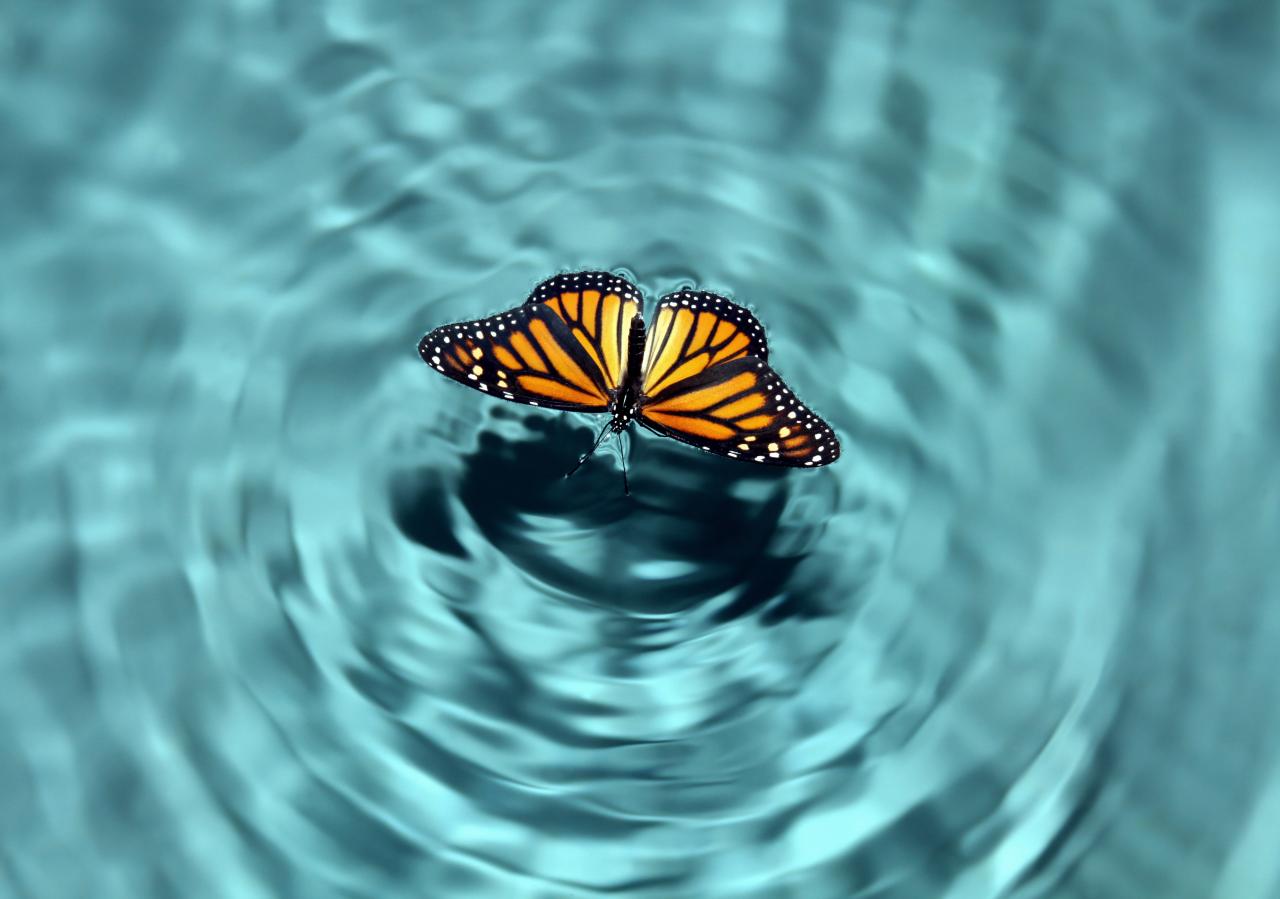 1280x899 How the “Butterfly Effect” Can Harm