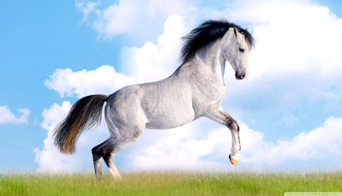 Running Horse Wallpapers - Top Free Running Horse Backgrounds -  WallpaperAccess