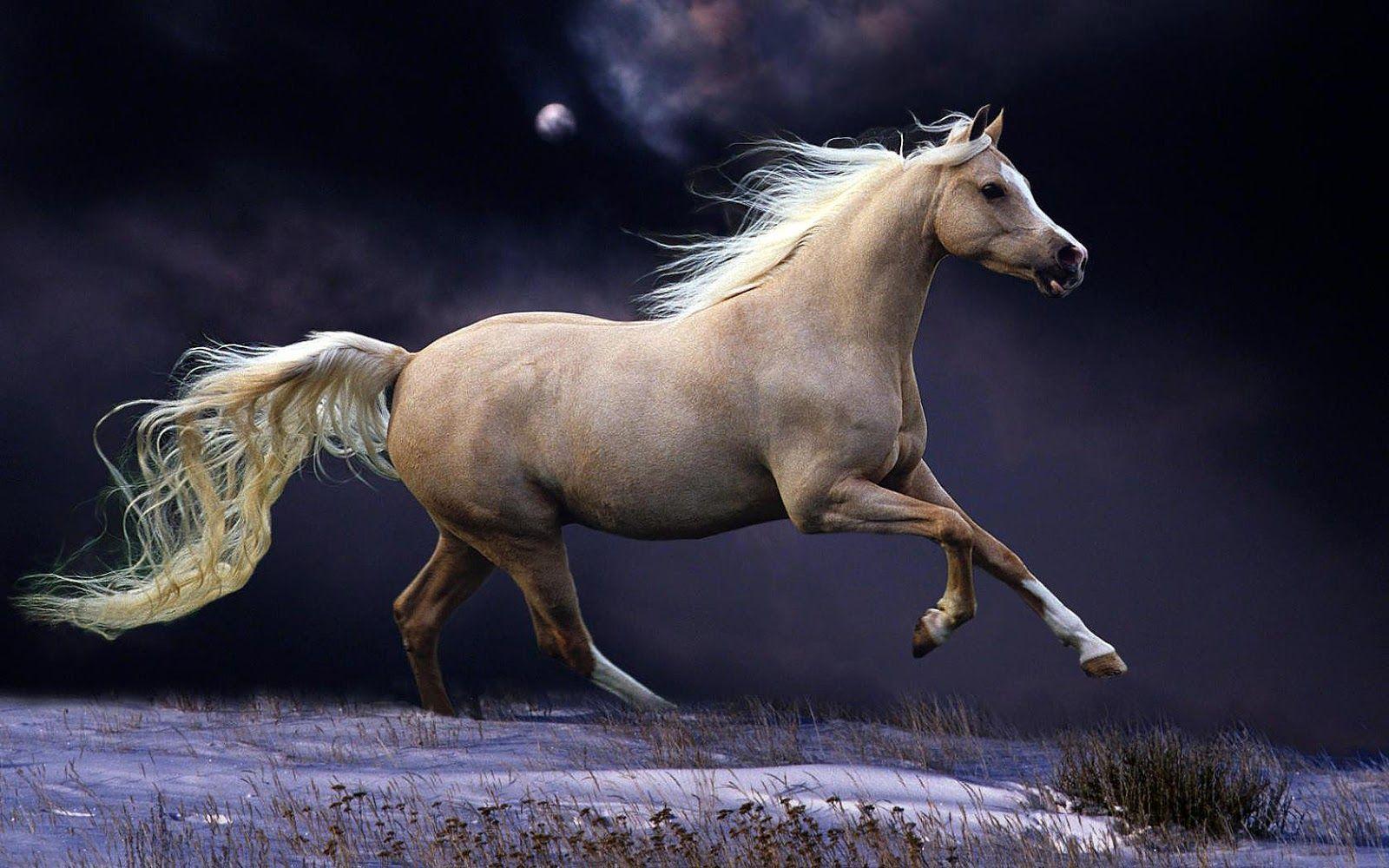 Running Horse Wallpapers - Top Free Running Horse Backgrounds