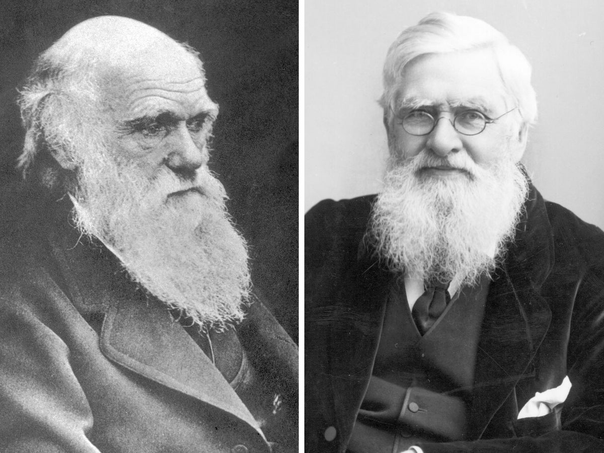 1200x900 Darwin's rival Alfred Russel Wallace