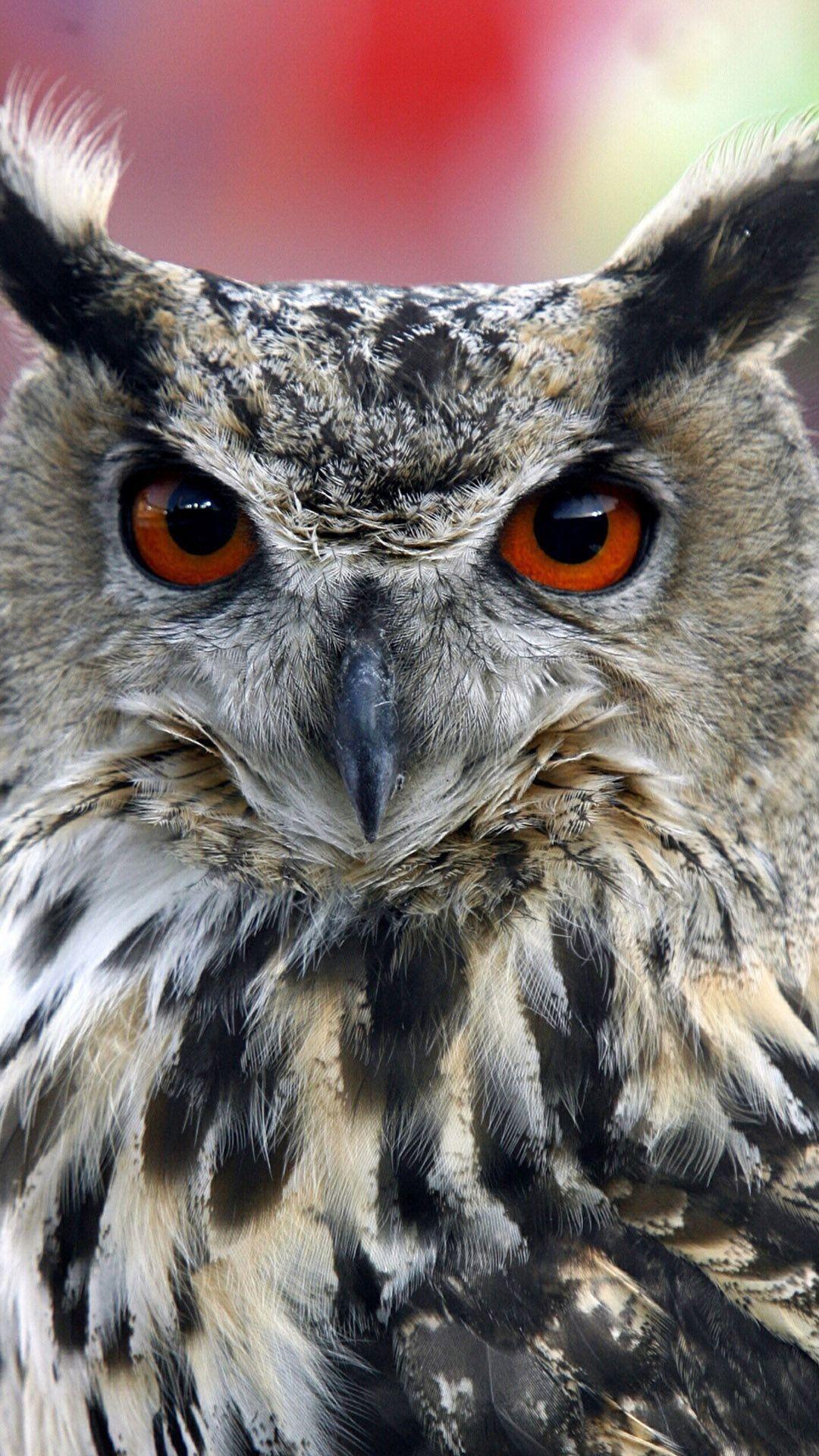 Owl iPhone Wallpapers - Top Free Owl iPhone Backgrounds - WallpaperAccess