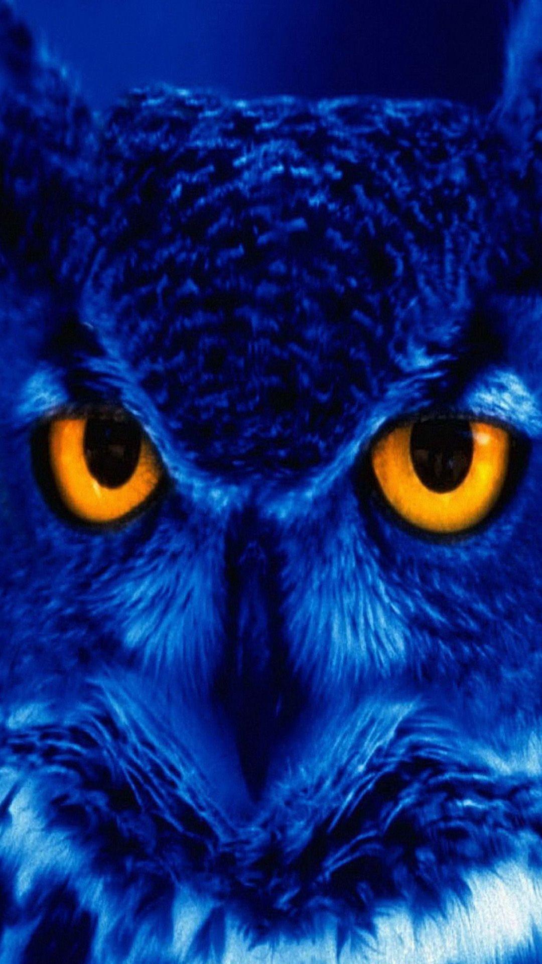 Owl iPhone Wallpapers - Top Free Owl iPhone Backgrounds ...