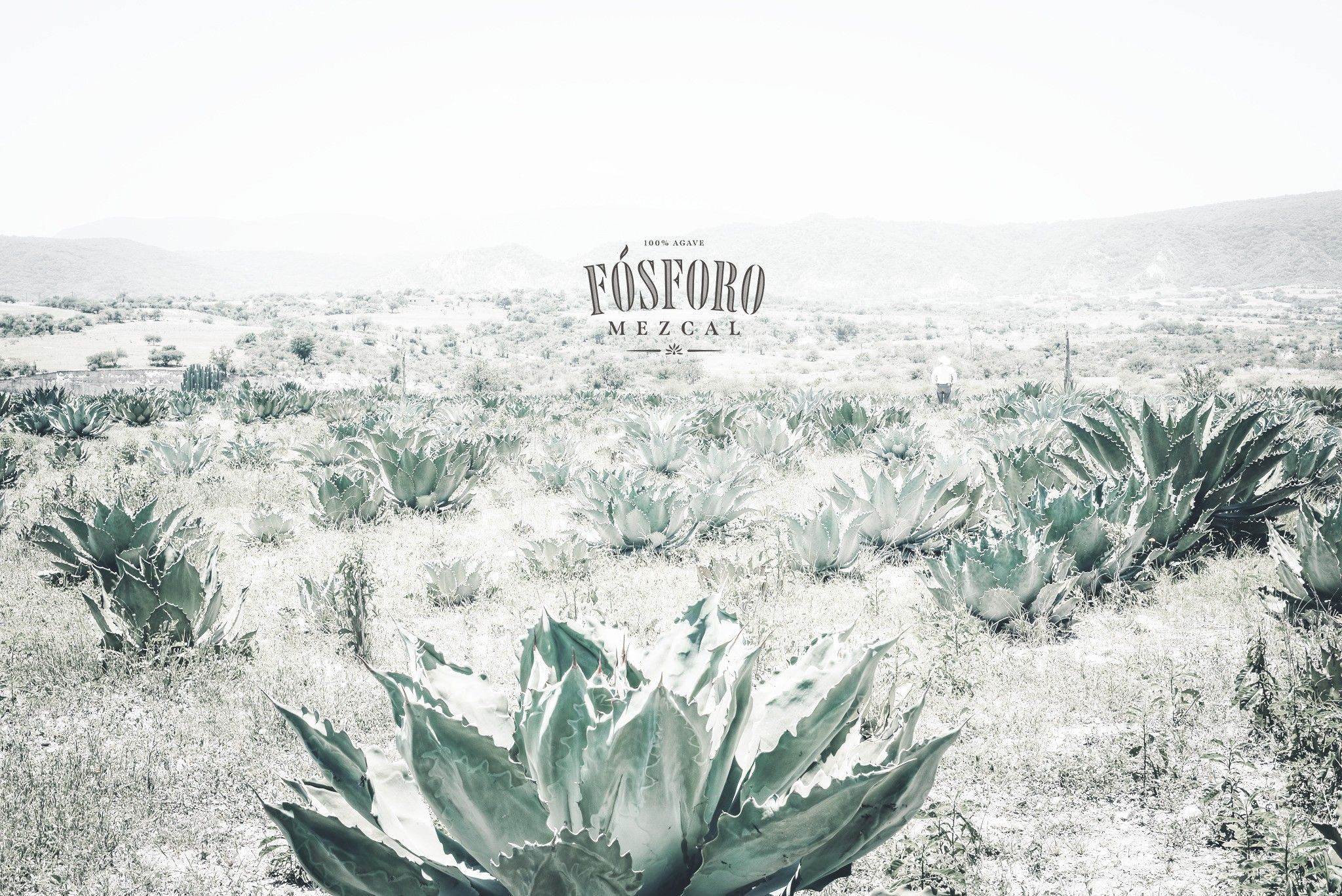 2048x1367 Fósforo Mezcal