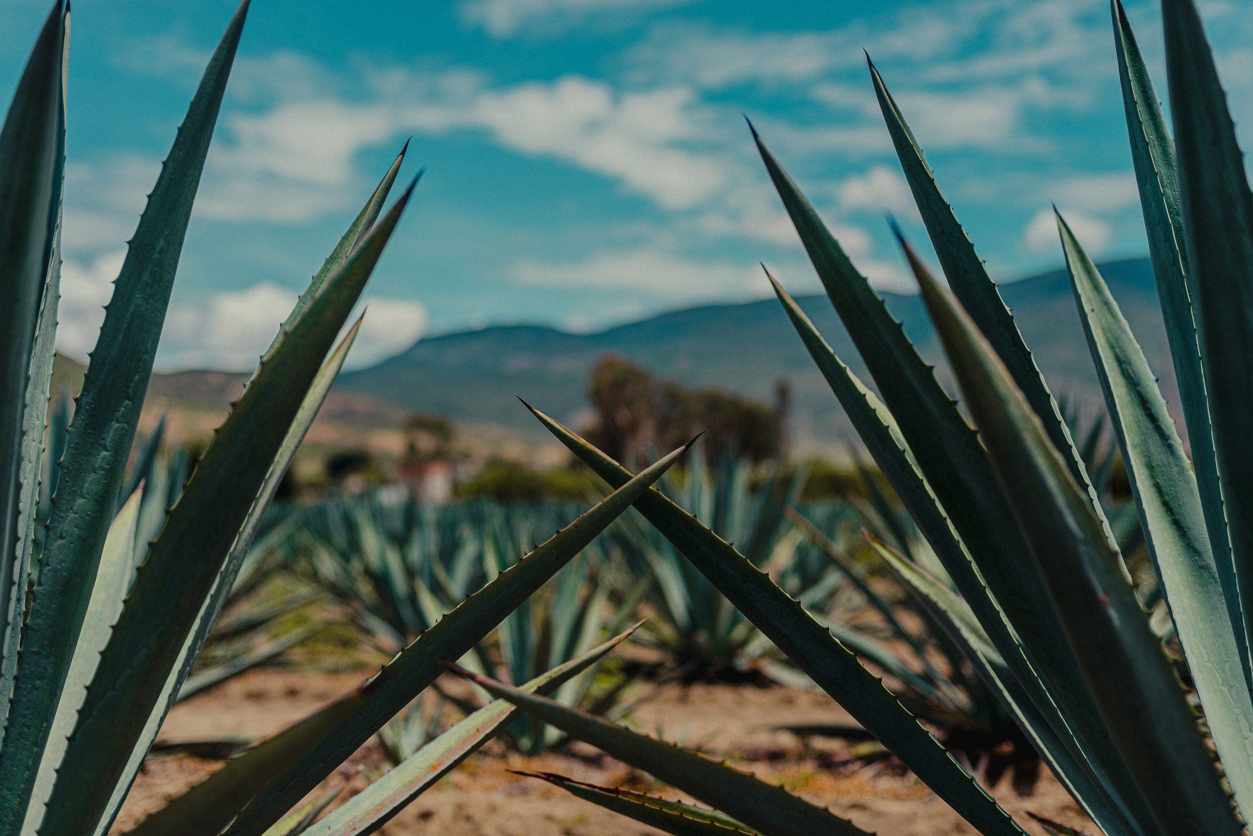 2500x1669 Agave Spirit with Cardiff Distillery