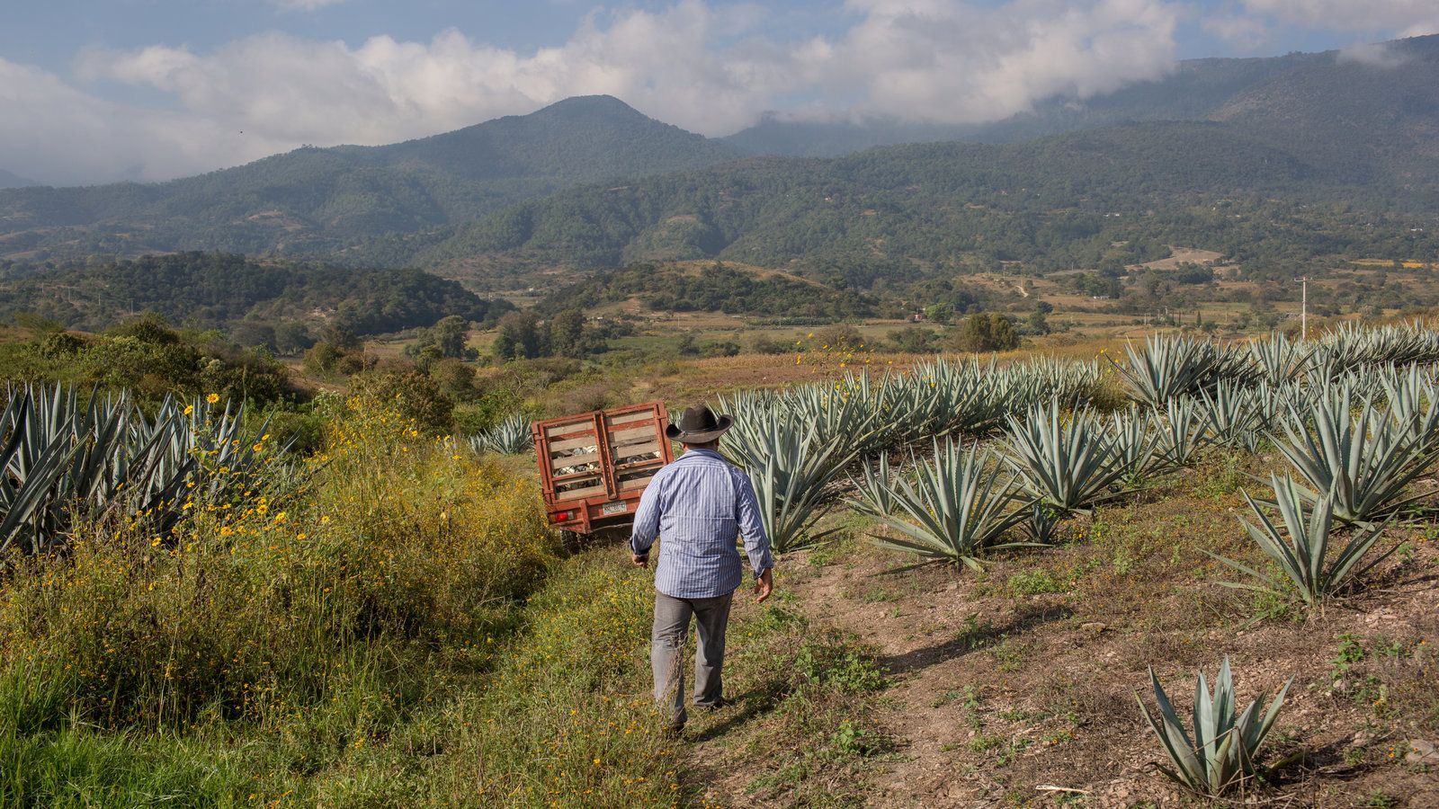 1600x900 Oaxaca's Potent Secret, Mezcal Is Born