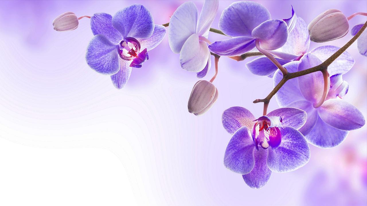 Orchid Photos Download The BEST Free Orchid Stock Photos  HD Images