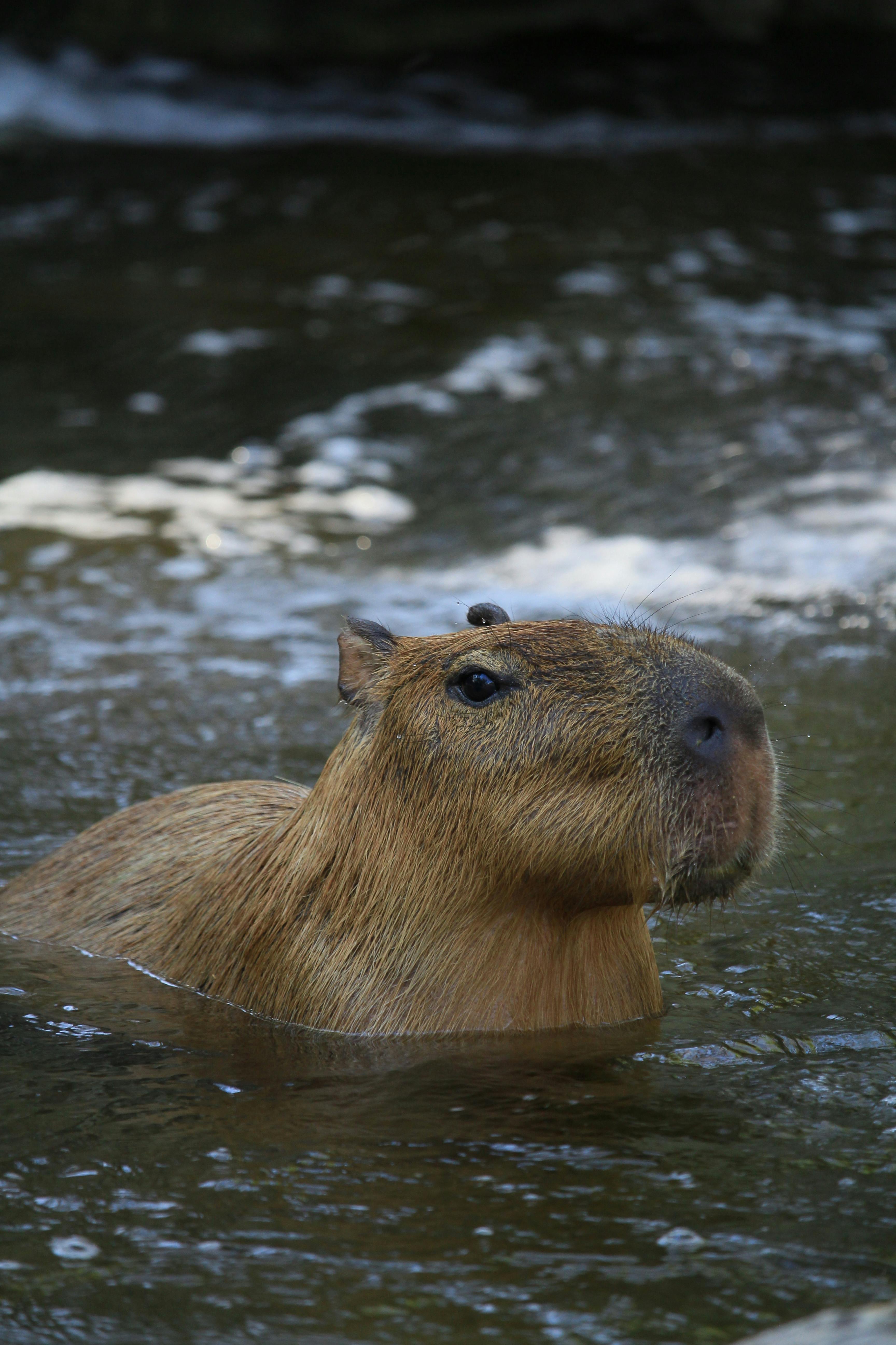 3456x5184 Capybara in Water · Free