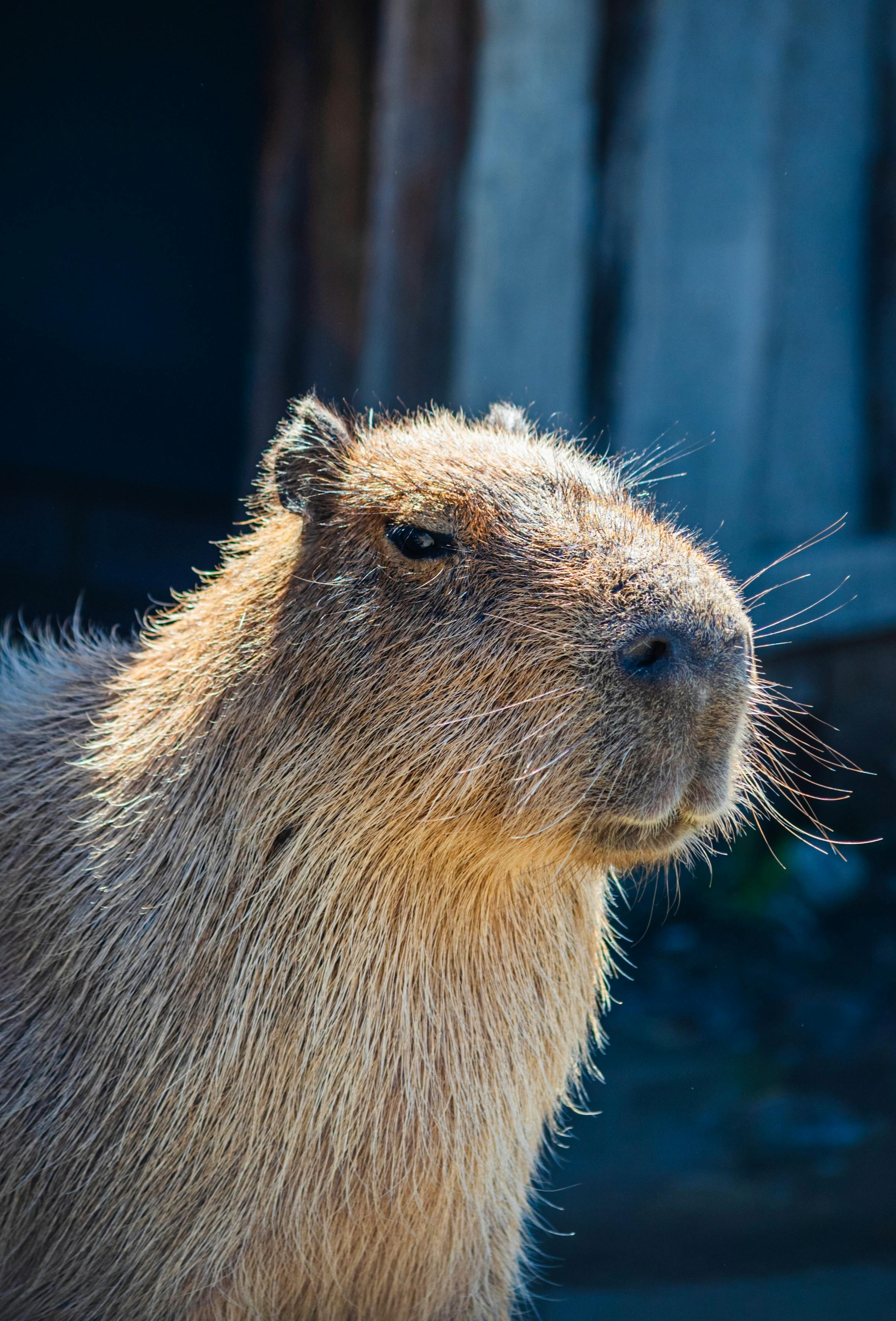 2411x3552 Capybara on Brown Sand · Free