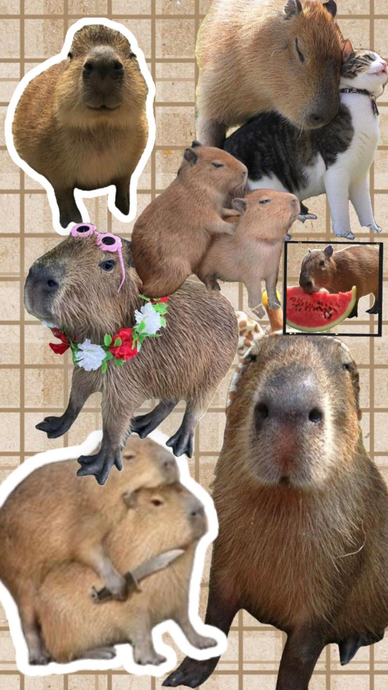 800x1422 Cute Capybara Wallpaper 4K for iPhone, iPad, Laptop, PC