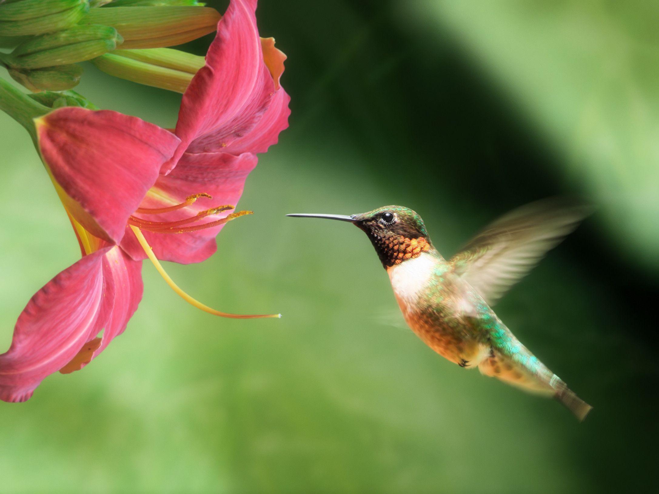 Trochilidae Wallpapers - Top Free Trochilidae Backgrounds - WallpaperAccess