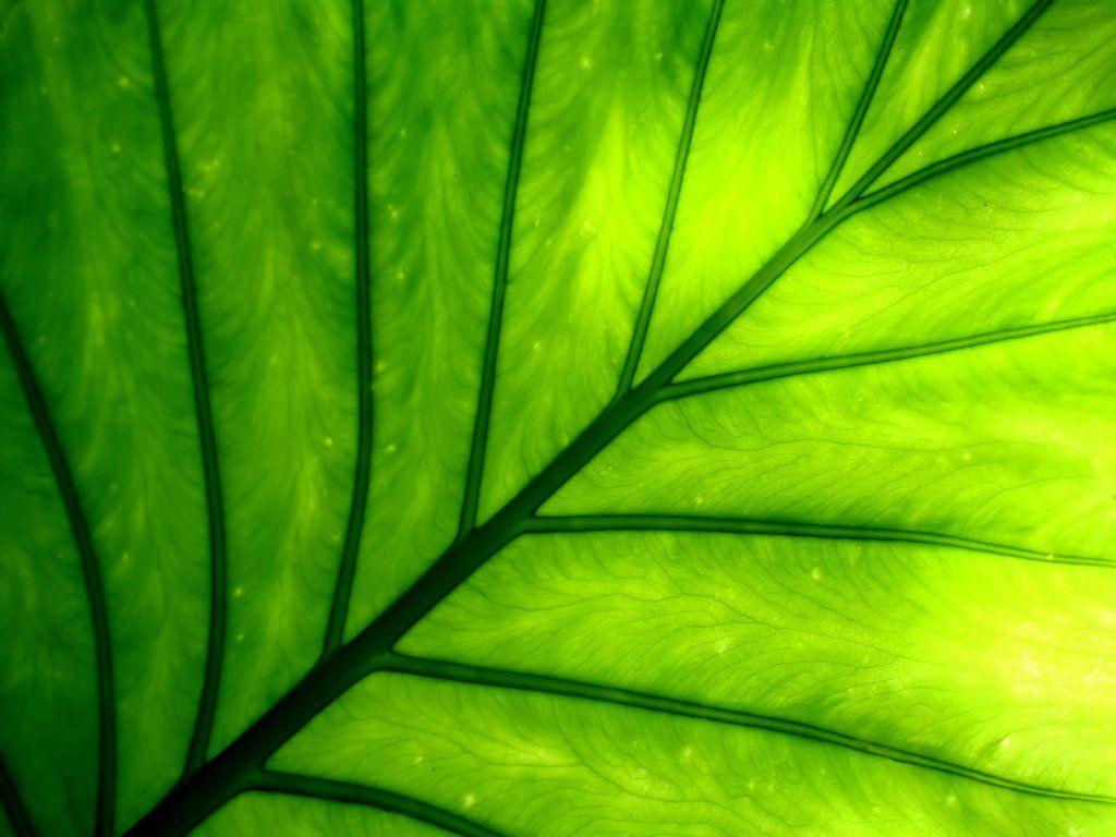 Leaf Painting Wallpapers - Top Free Leaf Painting Backgrounds