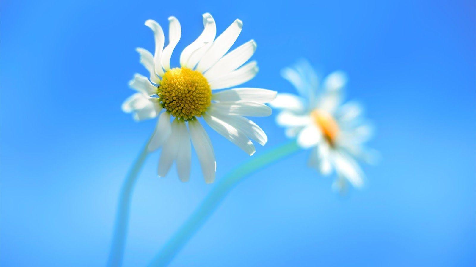 1600x900 Dell Wallpaper Windows 10