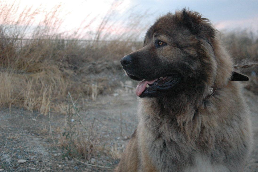 1096x729 Caucasian Shepherd Wallpaper